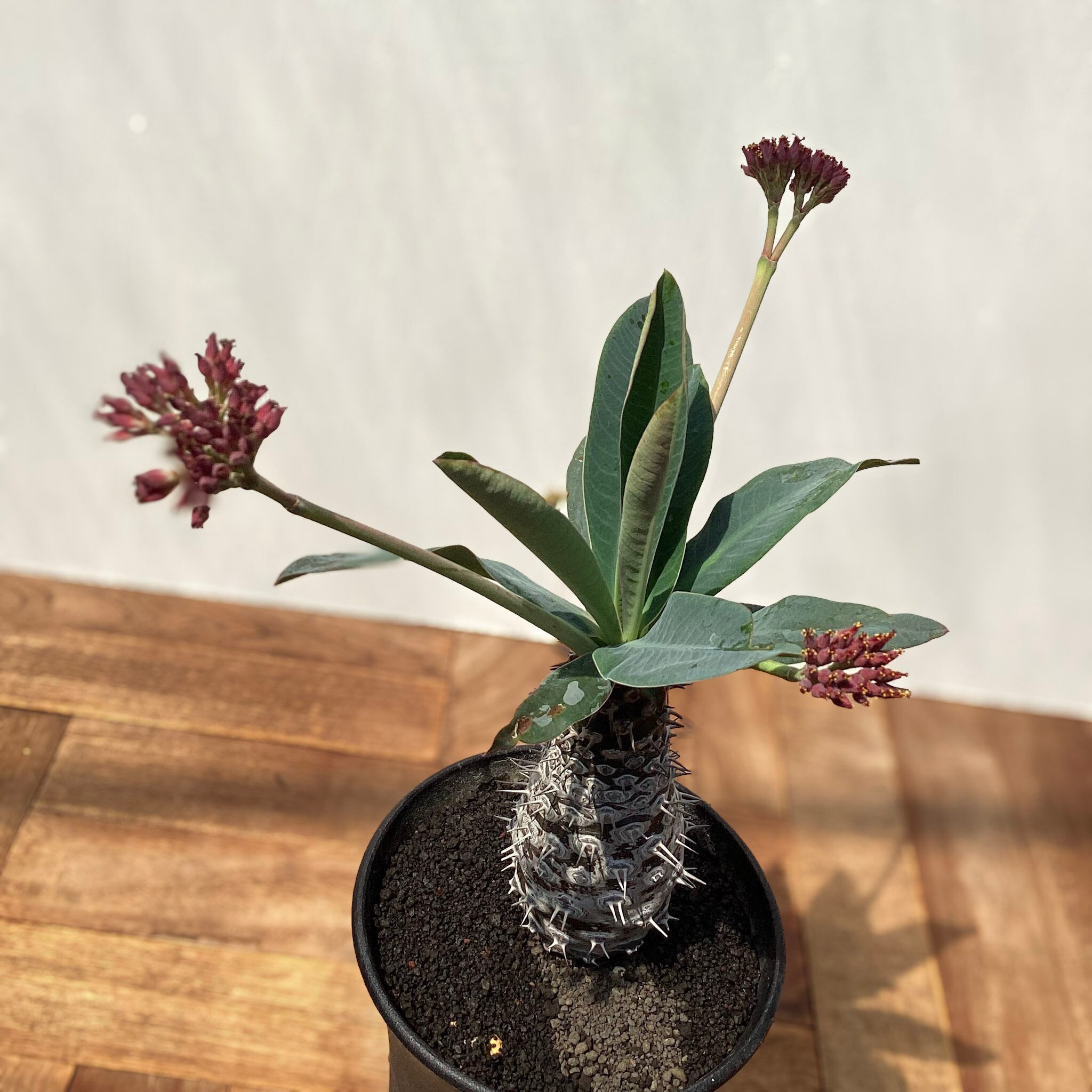 Euphorbia pachypodioides【ユーフォルビア・パキポディオイデス