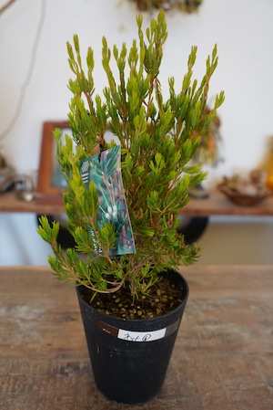 ダーウィニア プロセラ⑥