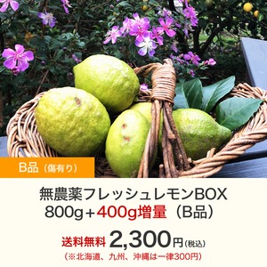 無農薬フレッシュレモンBOX 800g+400g増量（B品）【5月下旬以降収穫予定分】