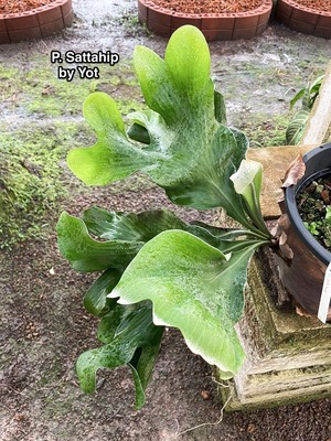 P. hillii Sattahip (Original pup)  【artPLANTs】ビカクシダ/Platycerium