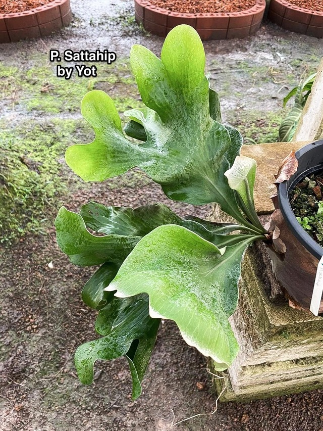 P. hillii Sattahip (Original pup)  【artPLANTs】ビカクシダ/Platycerium