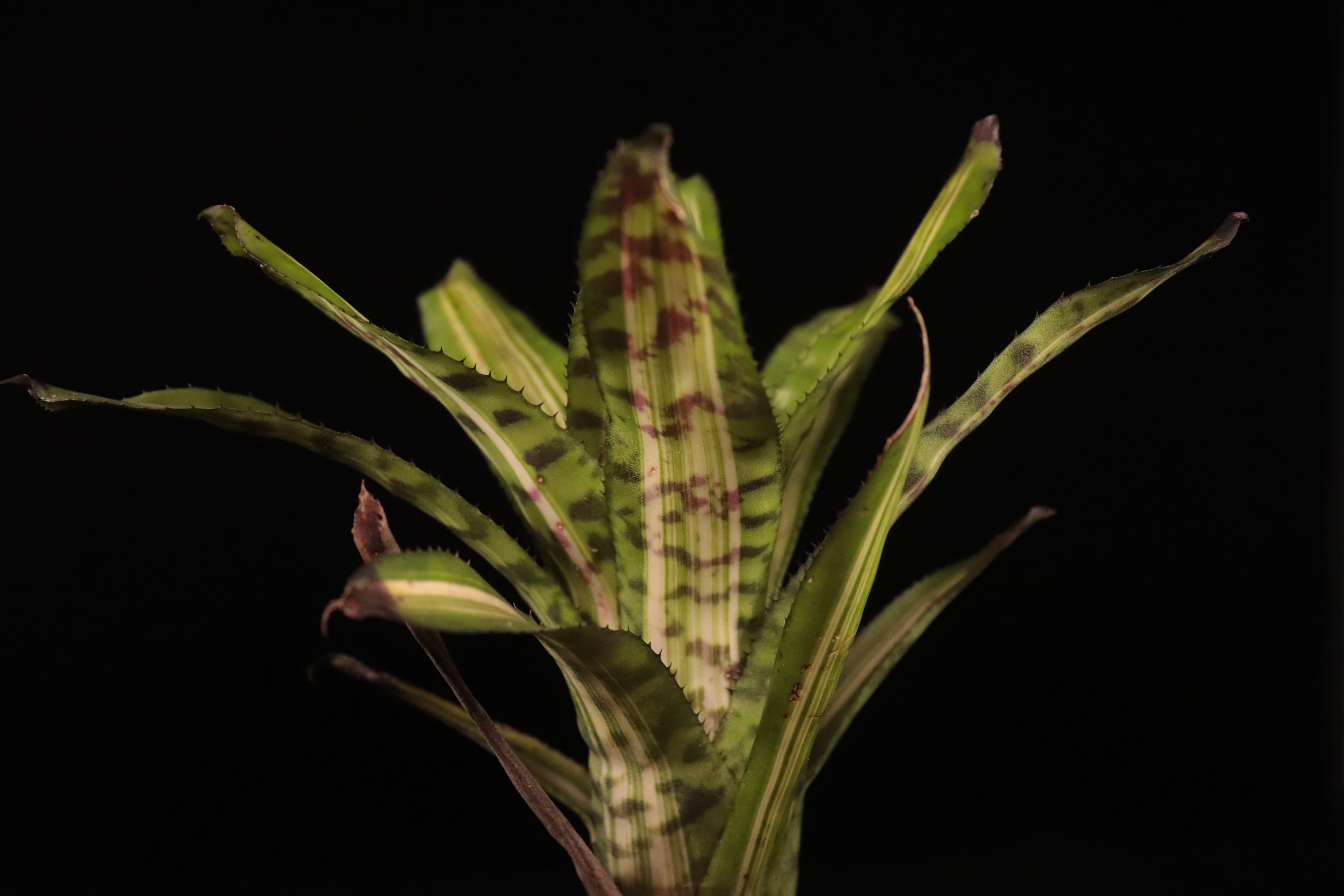 Aechmea 'Bert' variegated〔エクメア〕現品発送A165 送料無料】Aechmea 'Bert' variegated〔エクメア〕現品発送A165