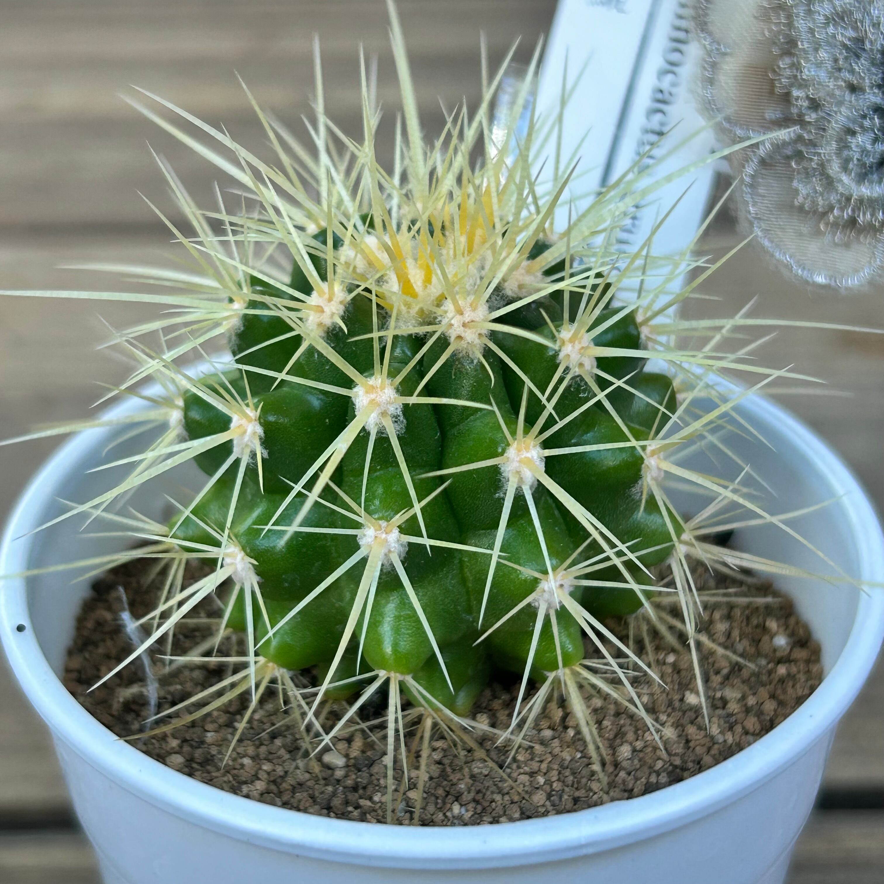 T) 金鯱 | RuPo 多肉植物専門店