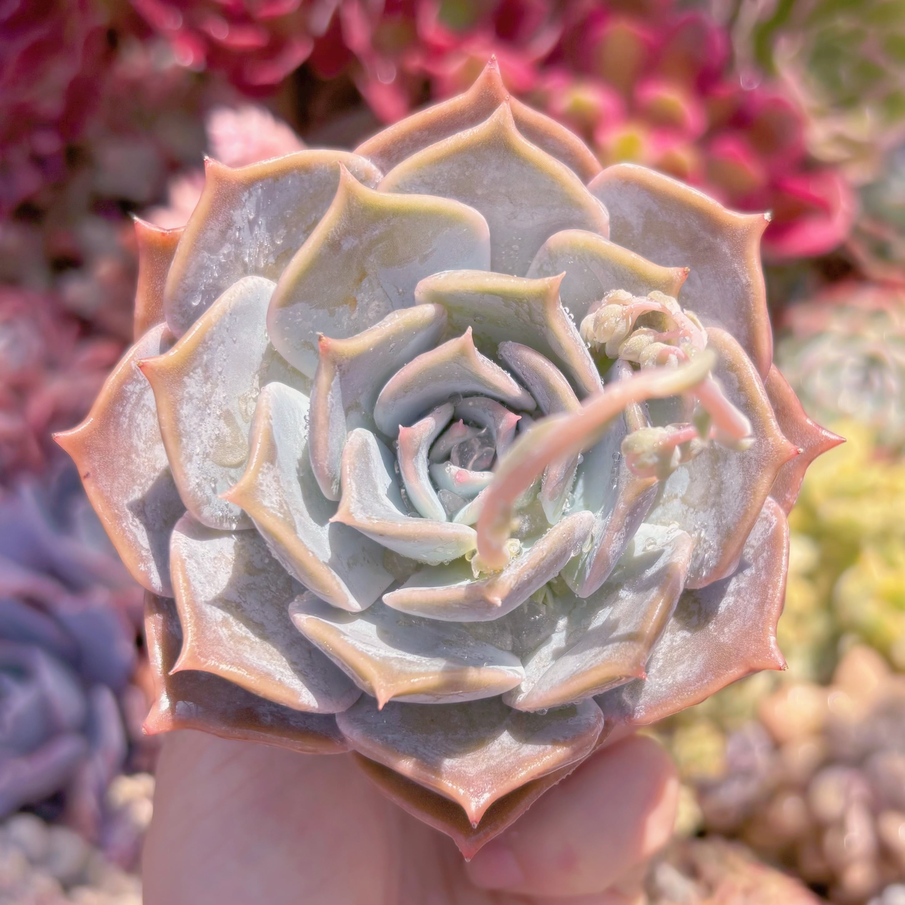 現物　Lilacina#874　古株　新入荷