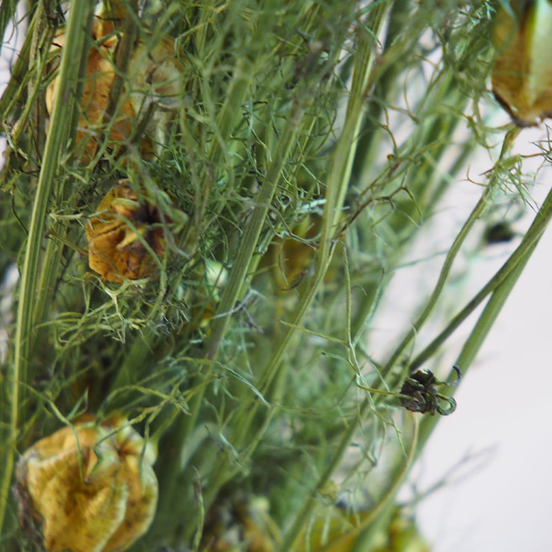 ニゲラ ( クロタネソウ )/ 北海道産 ドライフラワー | 富良野 花七曜