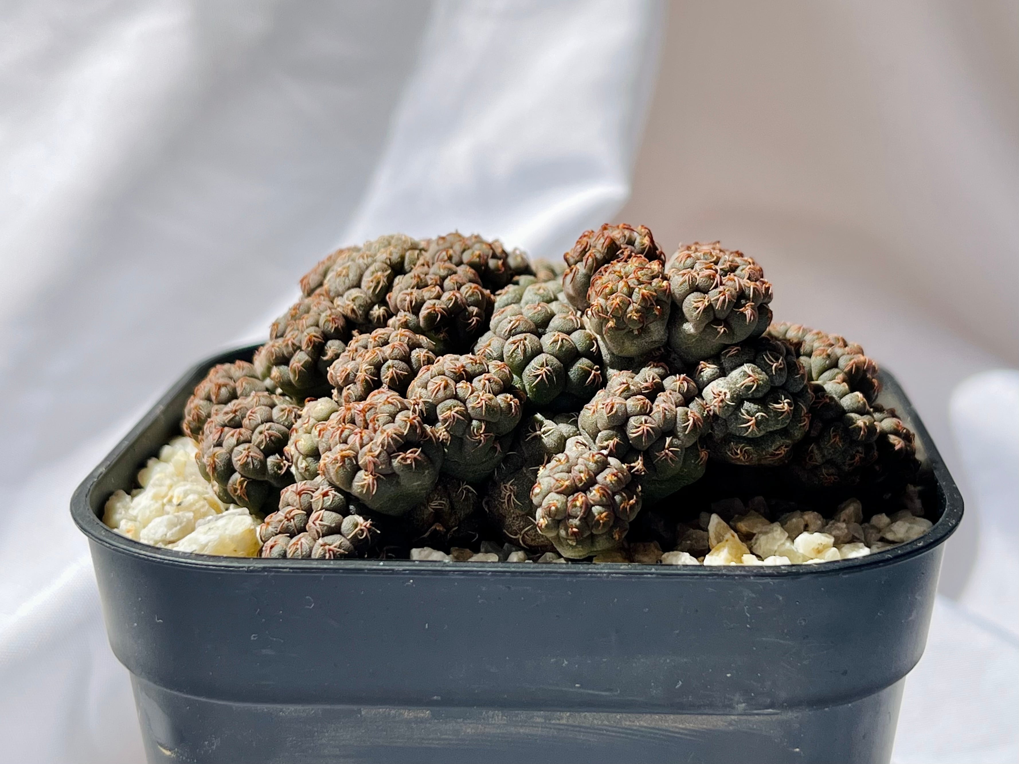 Puna bonnieae プナ ボンニアエ サボテン | plants MARU ーサボテン