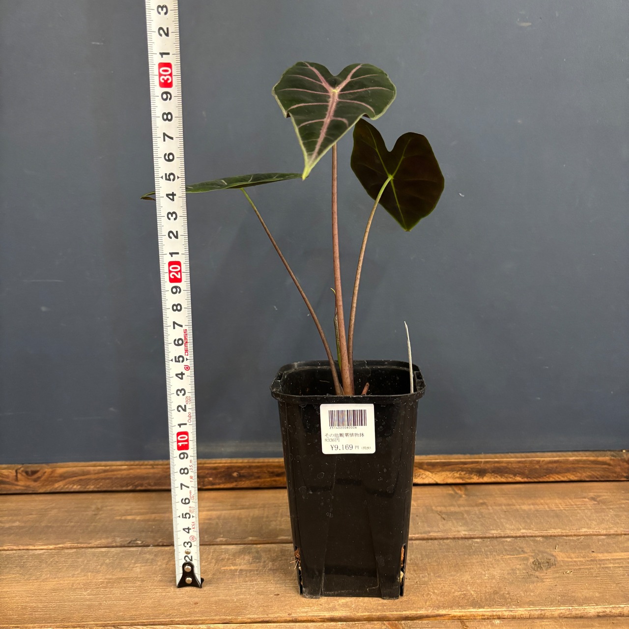 アロカシア　スーヒルマニアナ　purple vein【819】