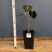 アロカシア　スーヒルマニアナ　purple vein【819】