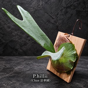 P.hillii (Chan 法華園)【artPLANTs/PLANTS GARAGE 】ビカクシダ#Platycerium
