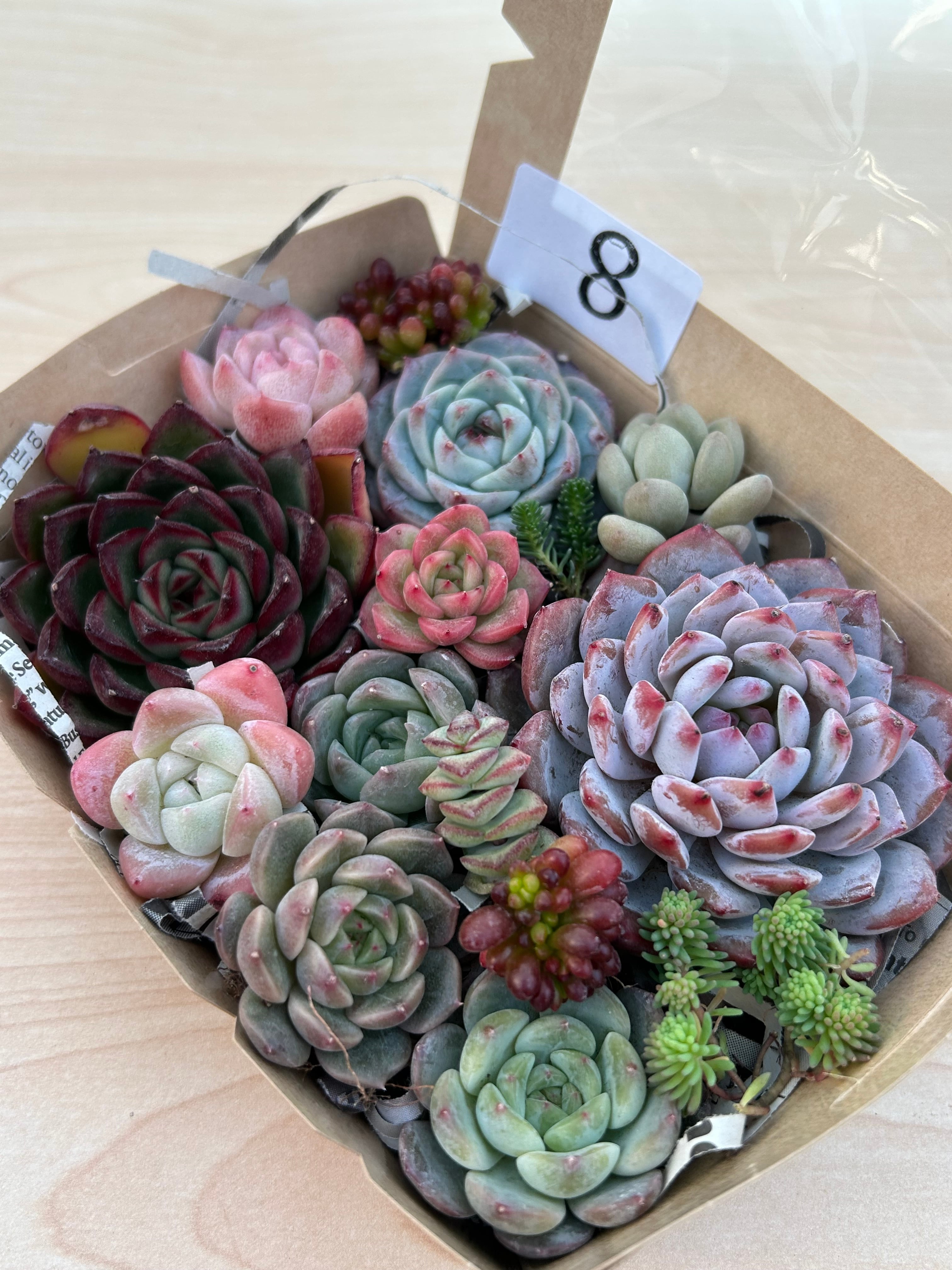 ◆多肉弁当◆カット苗詰め合せ☆M18-08