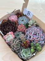 ◆多肉弁当◆カット苗詰め合せ☆M18-08