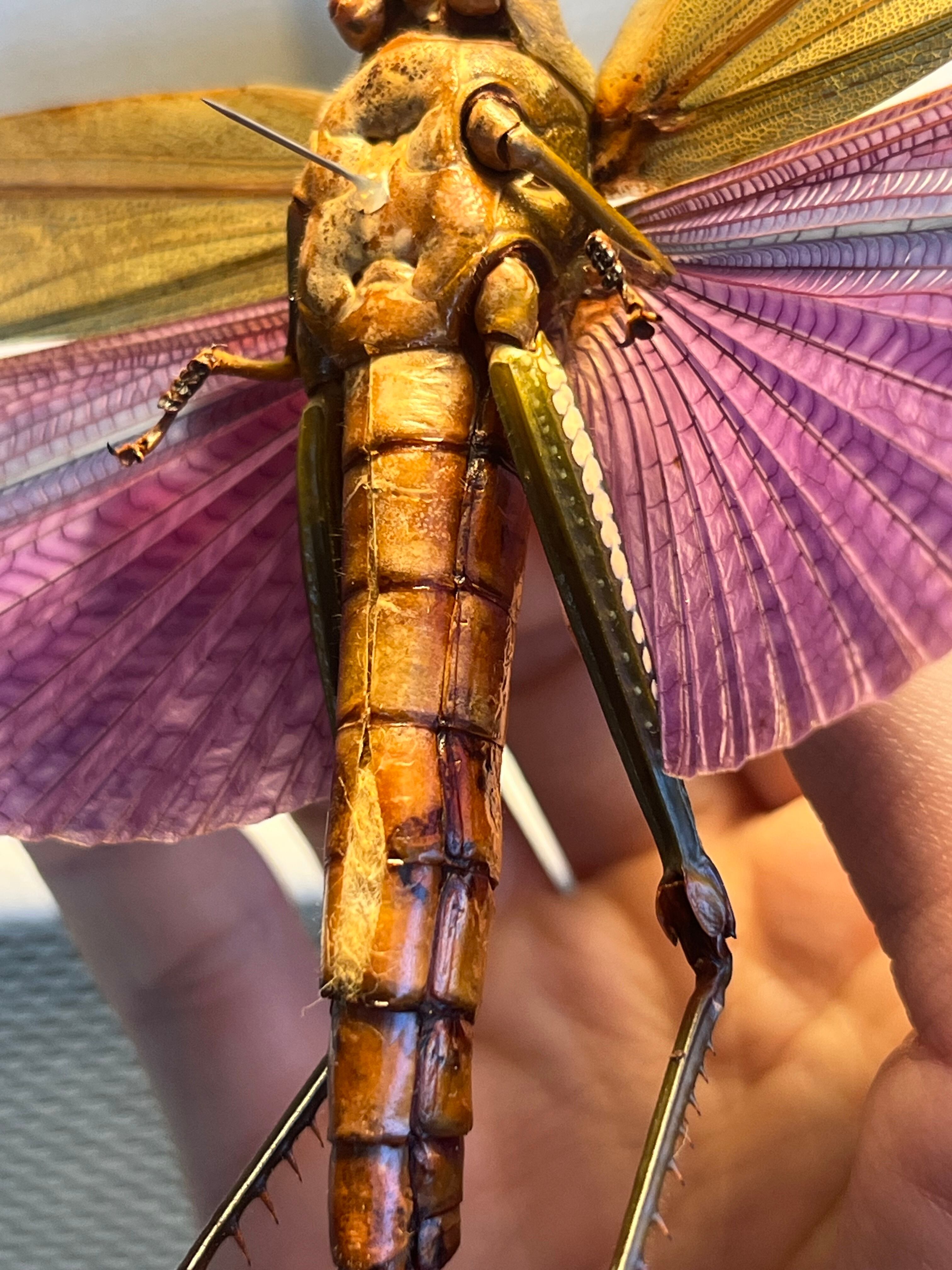 【飛蝗最大級】シタムラサキオオバッタ 昆虫標本 直翅類 カマキリ マンティス 飛蝗最大級】シタムラサキオオバッタ 昆虫標本 直翅類 カマキリ