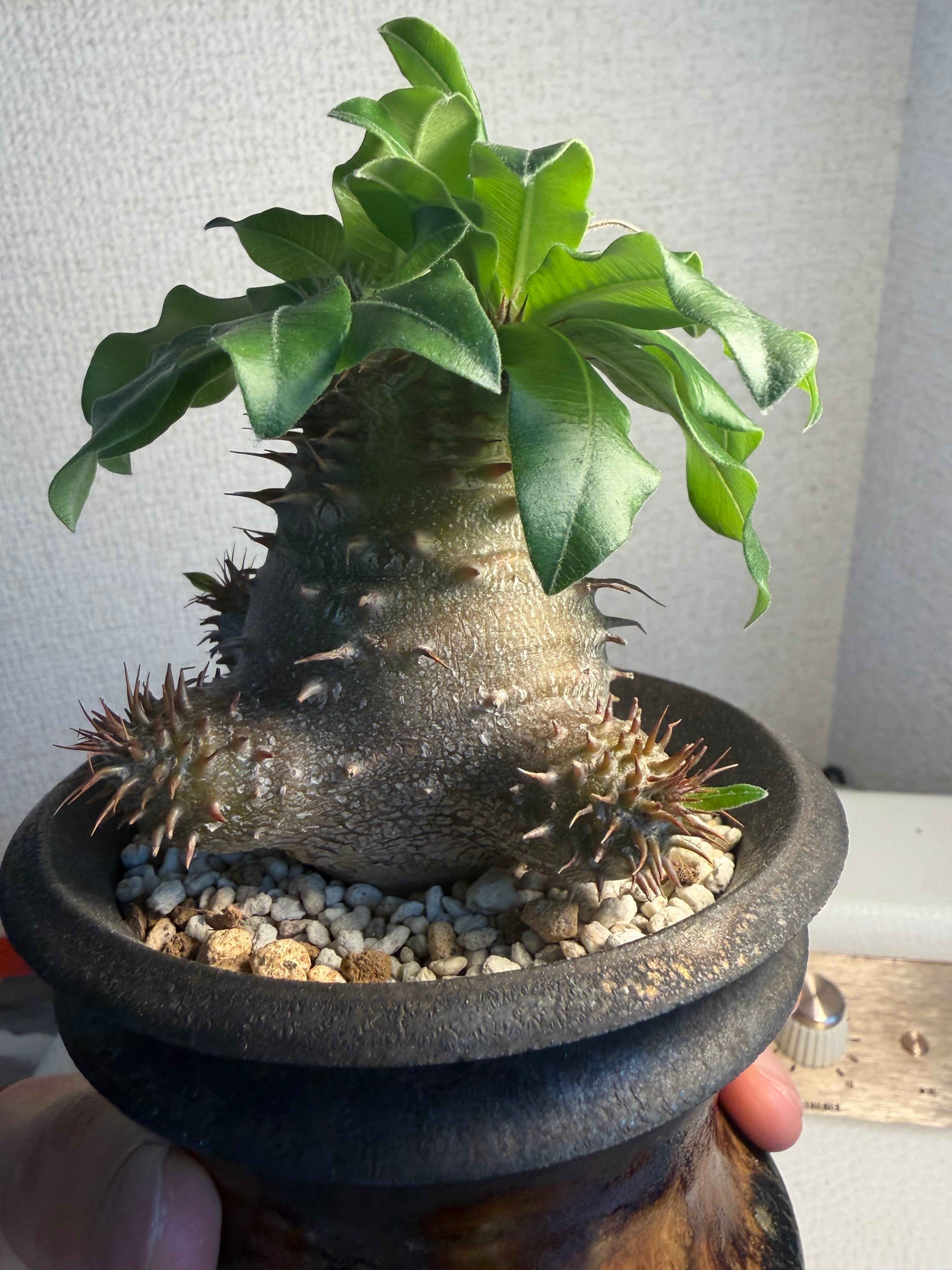 18mm】王冠を被ったクイーンの風格漂うハネカクシ 標本 ハンミョウ隠翅