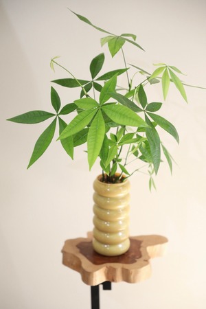 【M】パキラ/Pachira ※フラワーベース付き