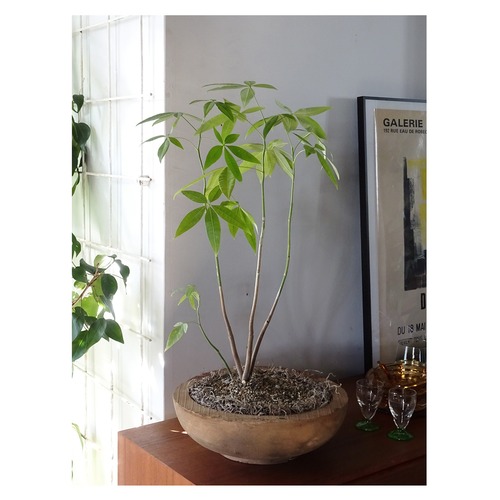 Wood tray + Pachira glabra【A】