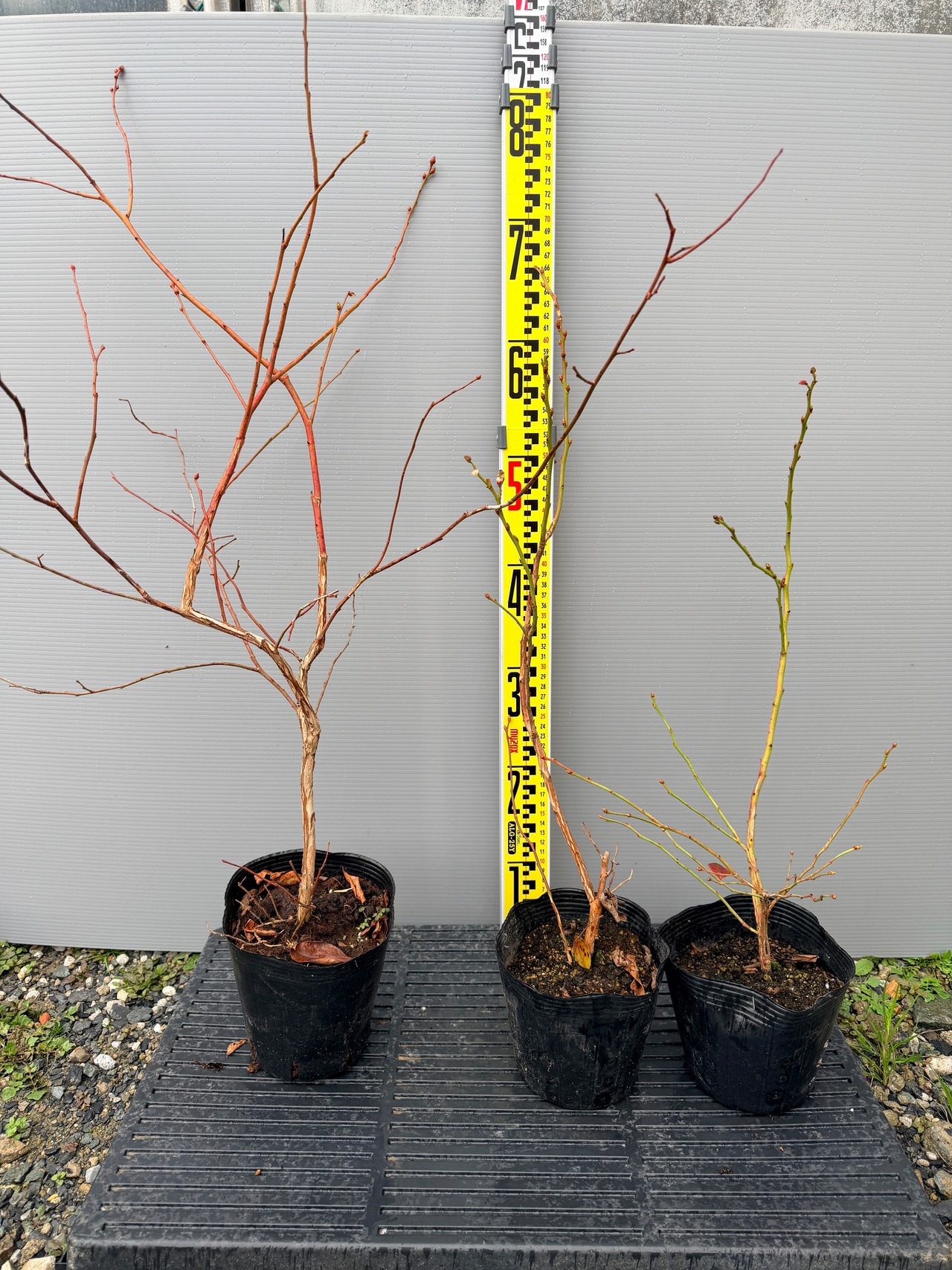 おすすめノーザンハイブッシュ3品種 ブルーベリー苗