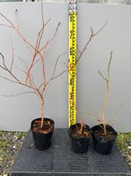 おすすめノーザンハイブッシュ3品種 ブルーベリー苗