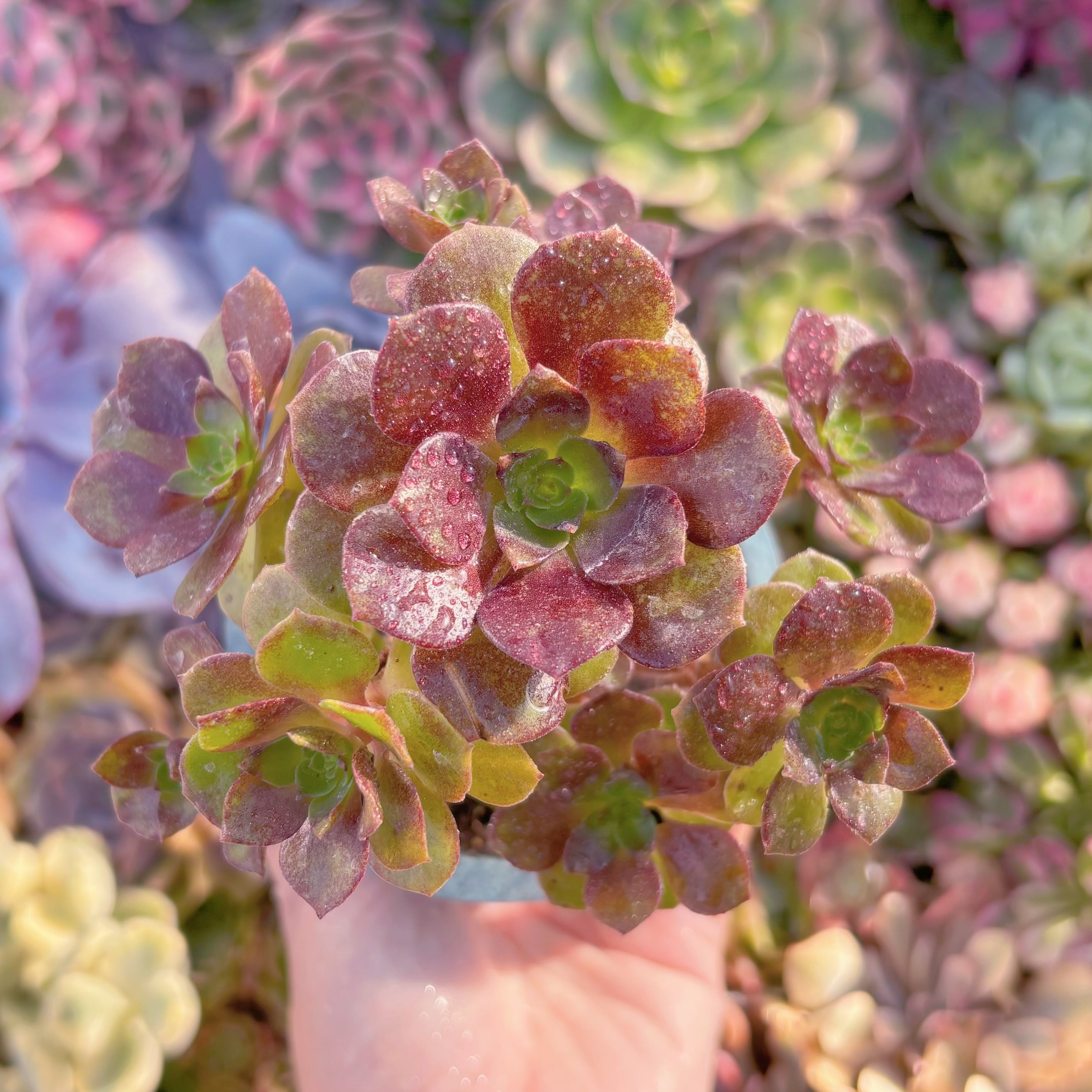 現品　赤焔蓮#340　群生　るる農園