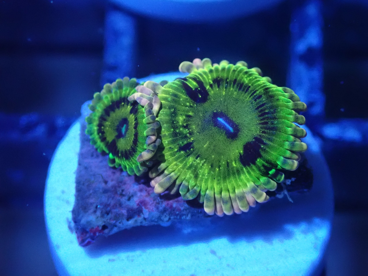 JakartaZoa PinkYellow 2