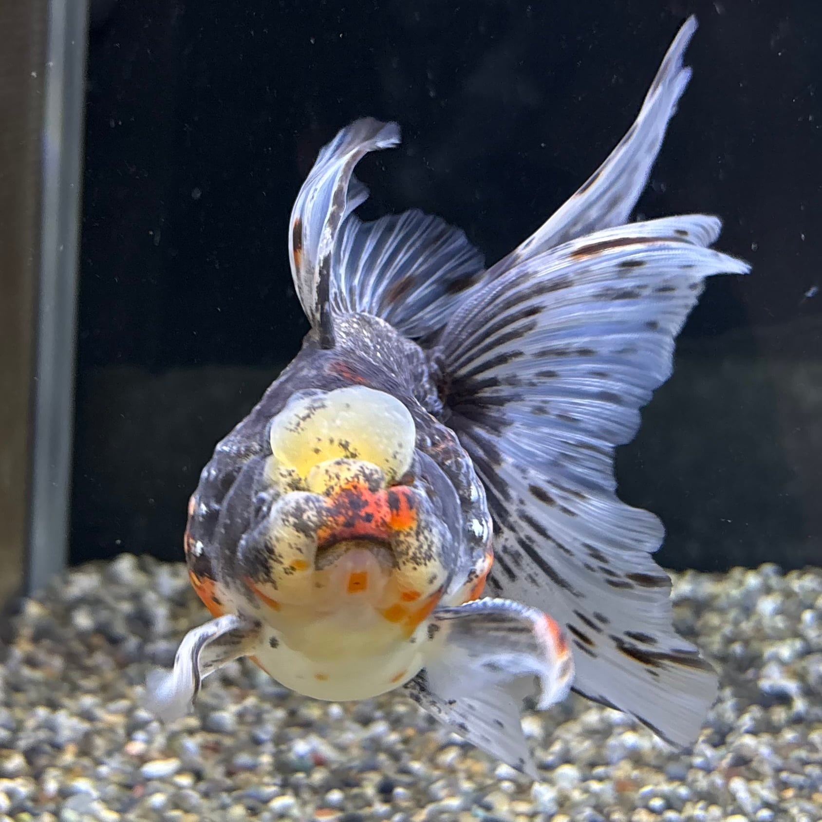 お魚 高頭パール 大きめ 13cm | 金魚・熱帯魚専門店 AquaPro.H