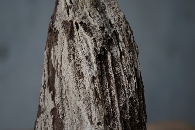 ドイツ産ドゥルージーペトリファイドウッド Petrified Wood / Quartz 1837