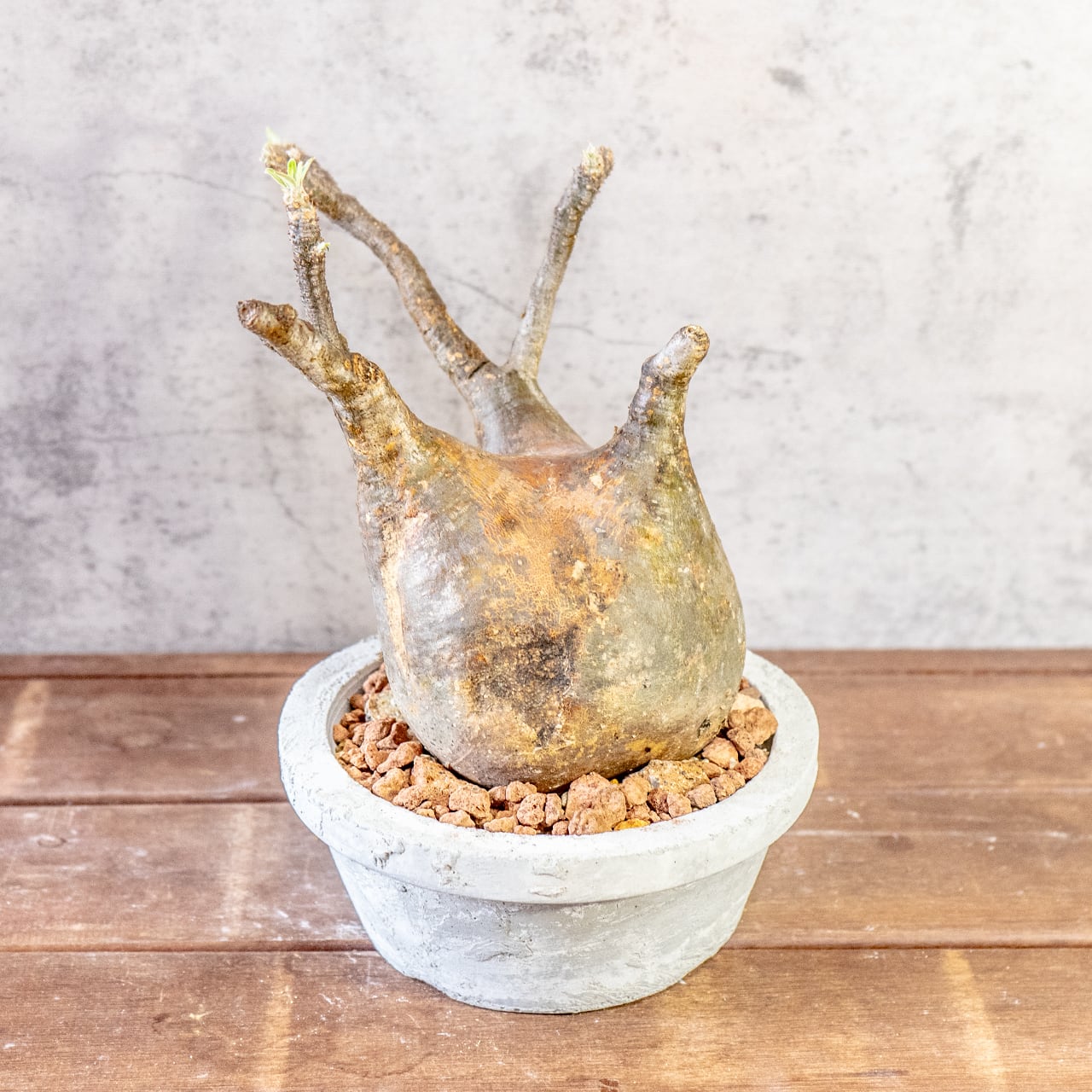 【どっしり丸い極太塊根】グラキリス。胴回り40cmの圧倒的ボリューム。無骨な「手づくりモルタル鉢」とセットで。｜虫発生抑制（全国一律送料850円）