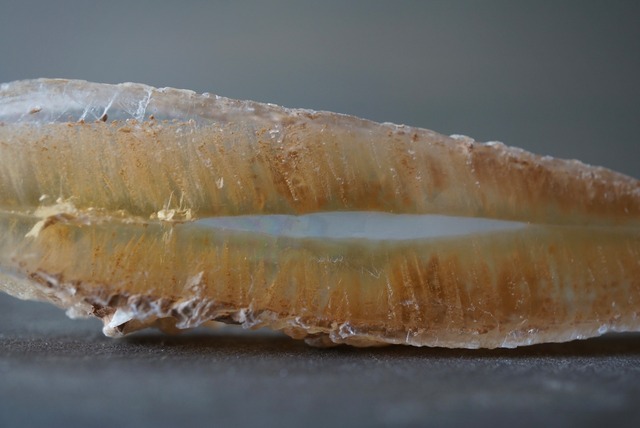 スペイン産バイカラーセレナイト Selenite  981