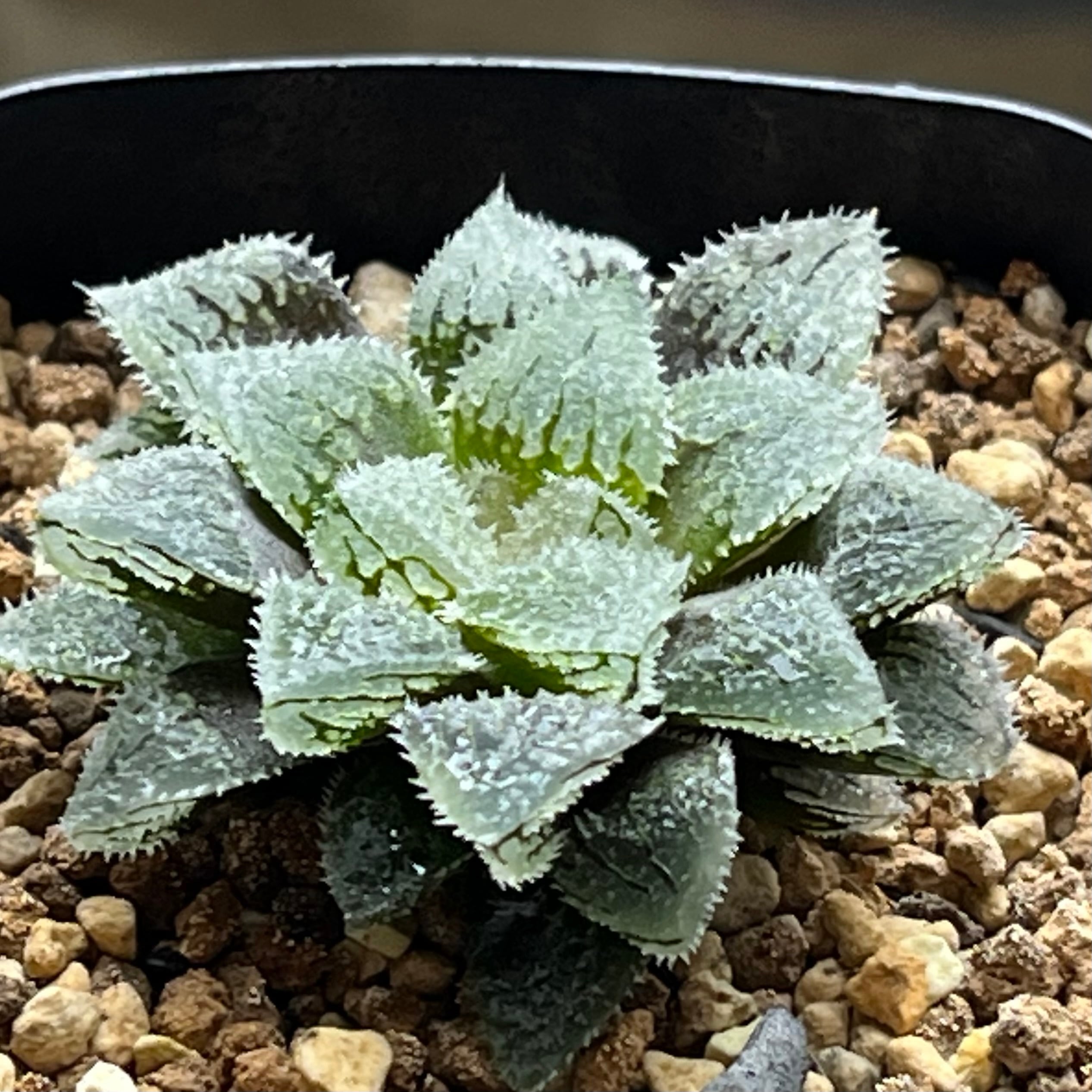 ハオルチア 具味城錦 | mocono_plants
