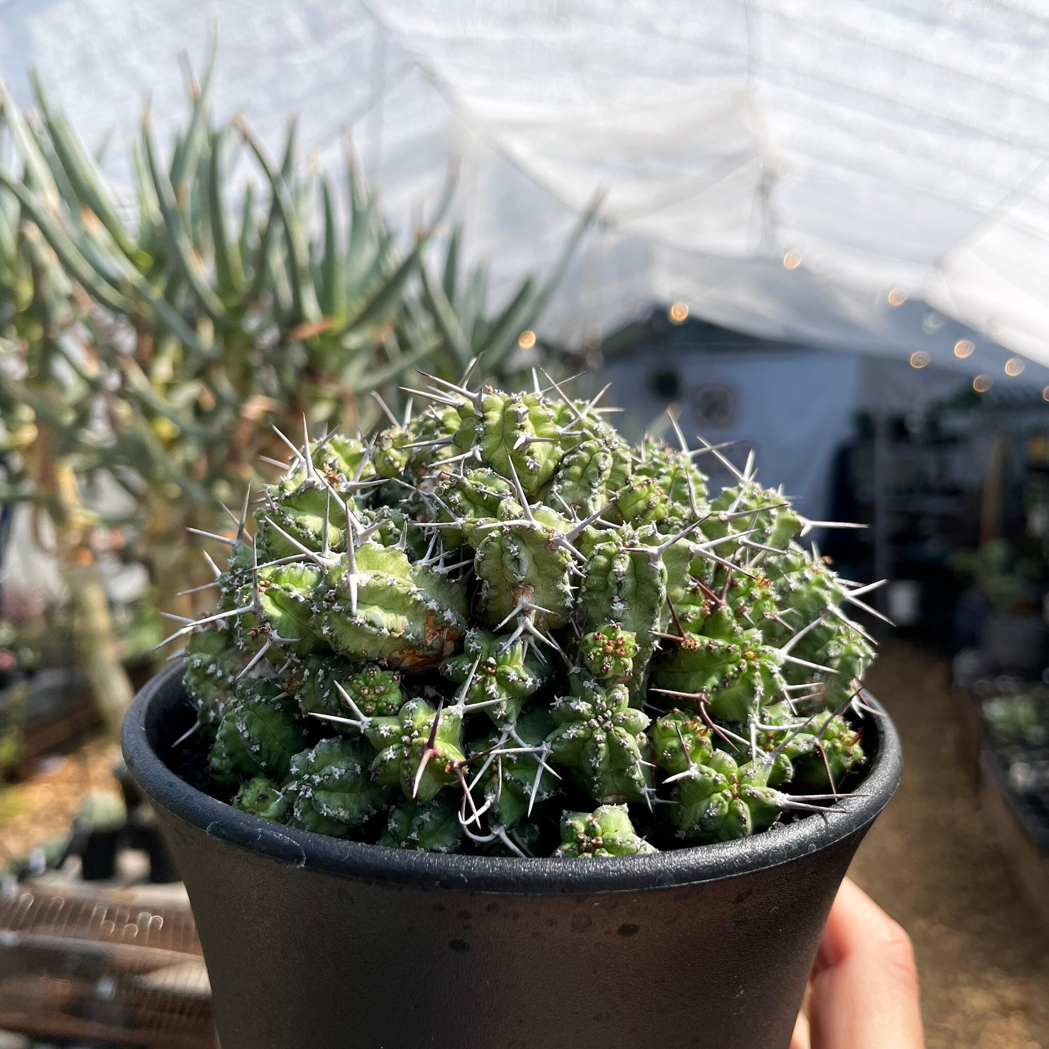 Euphorbia phillipsiae【ユーフォルビア・フィリプシアエ】 | RIMO'S