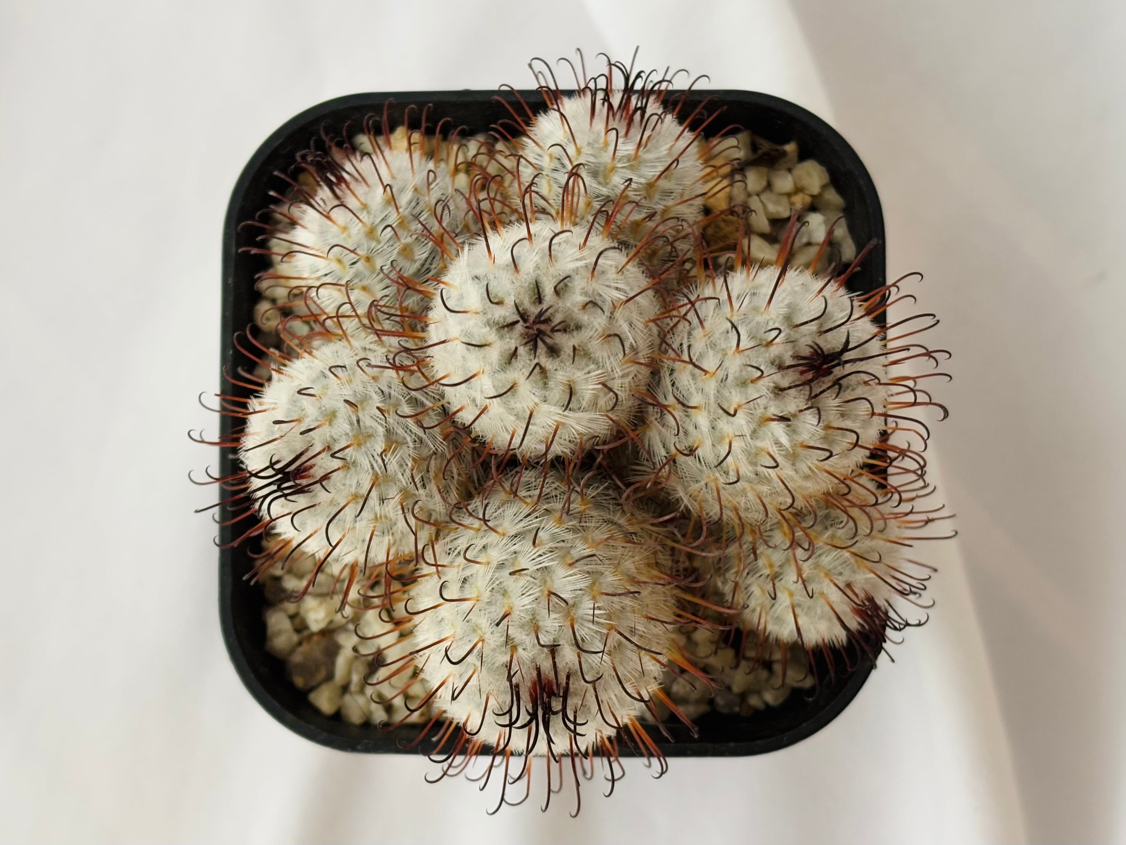 Mammillaria perezdelarosae マミラリア ペレスデラロサエ サボテン