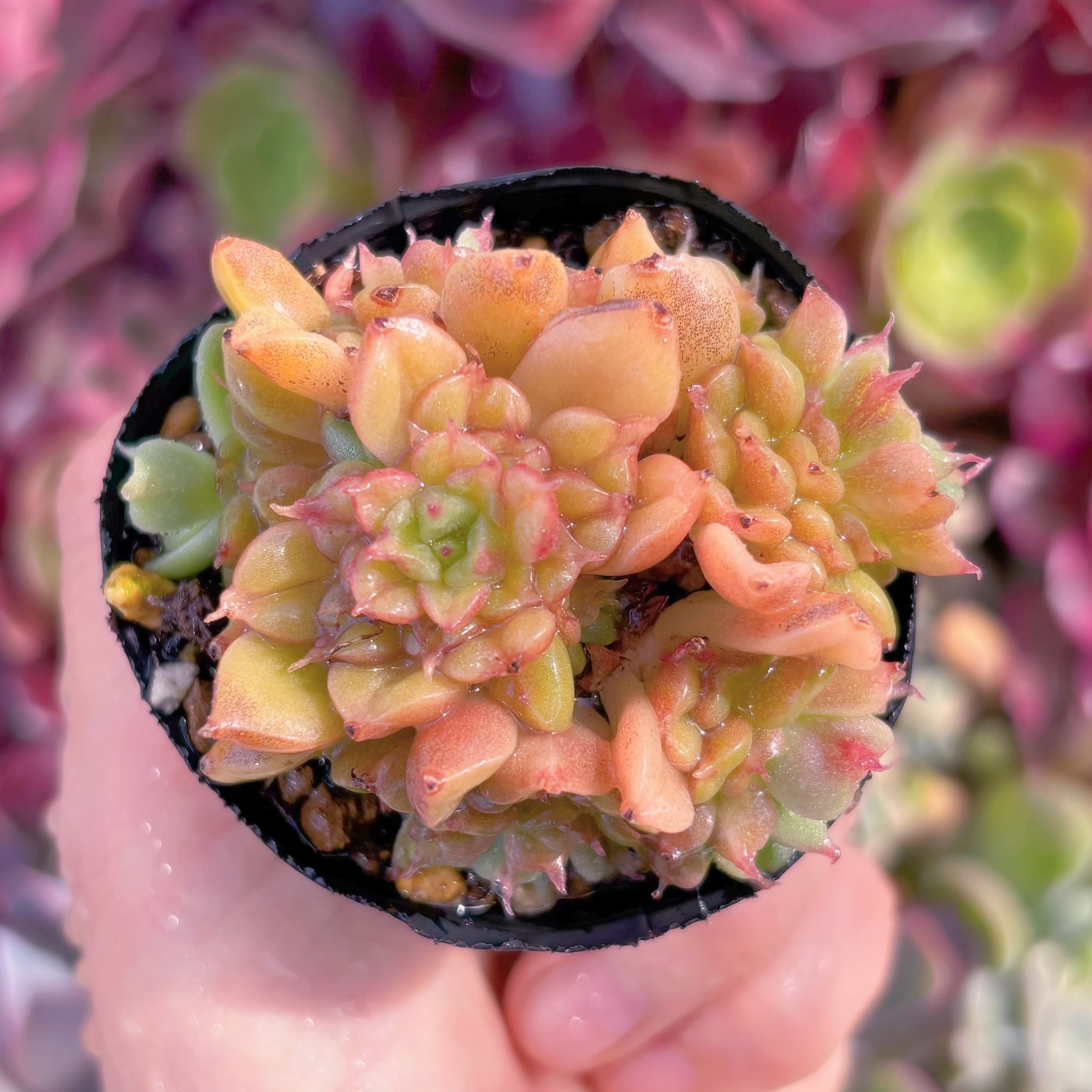 現品　テスラ#K004　群生　るる農園