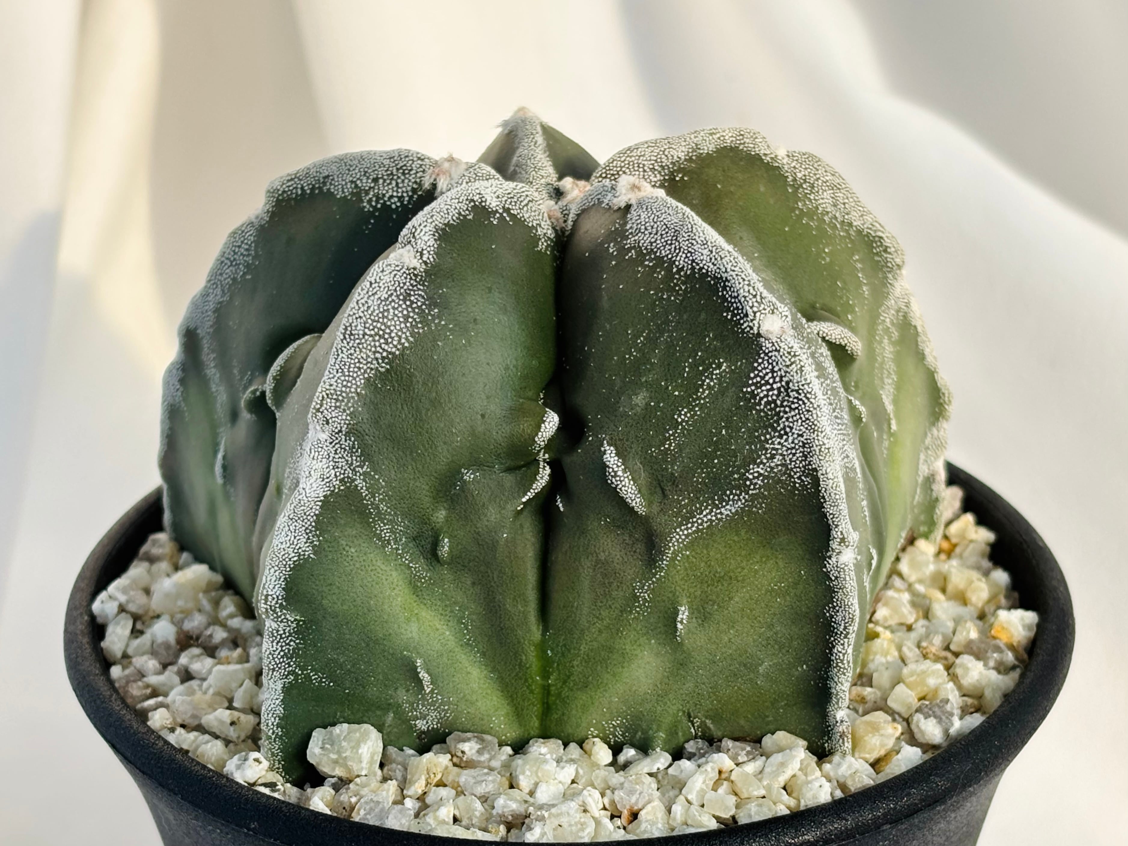 Astrophytum myriostigma アストロフィツム 白条複隆ヘキラン 白条複隆