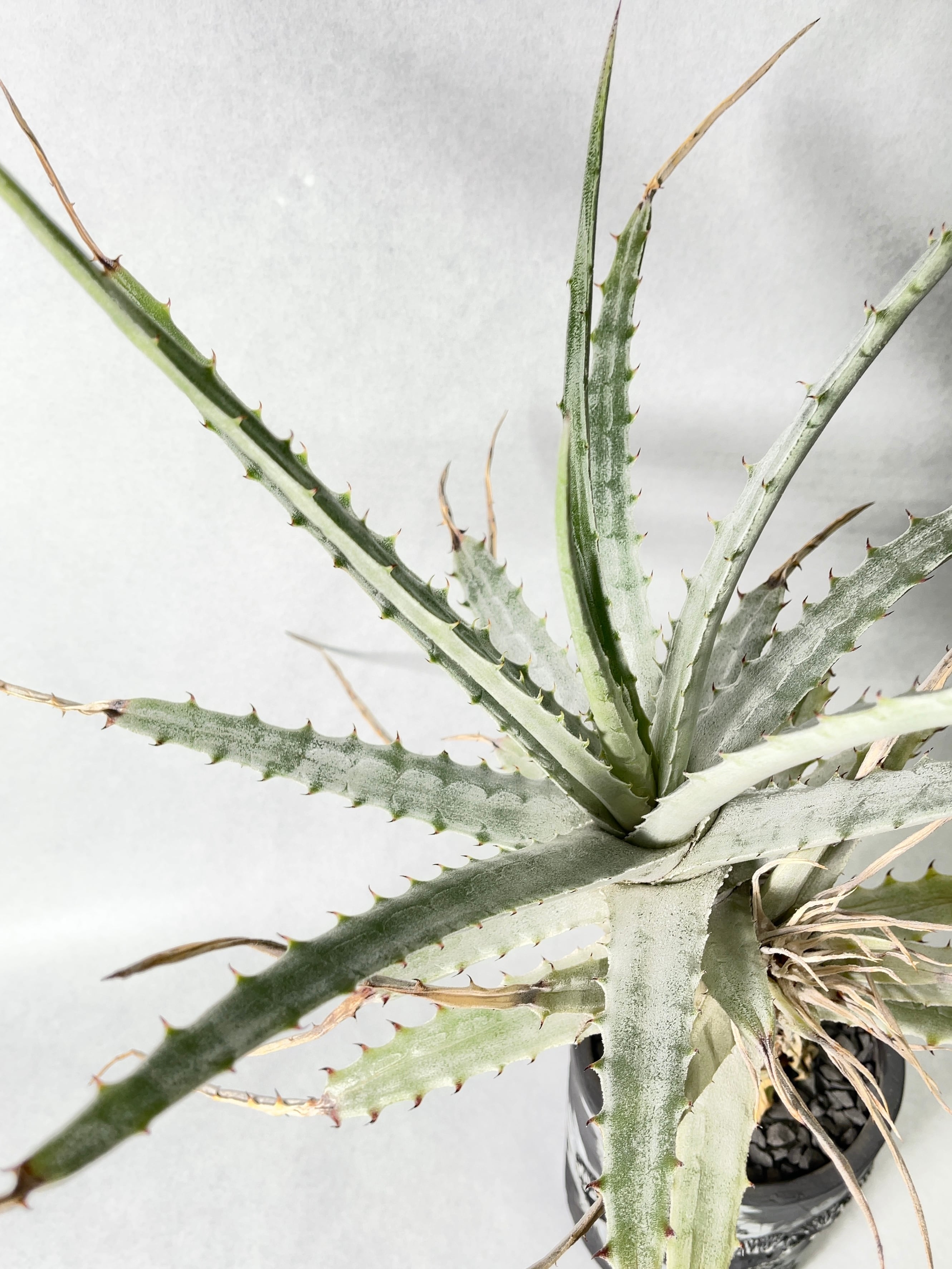 ヘクチア Hechtia glomerata ex. Bill Baker 【公式通販】