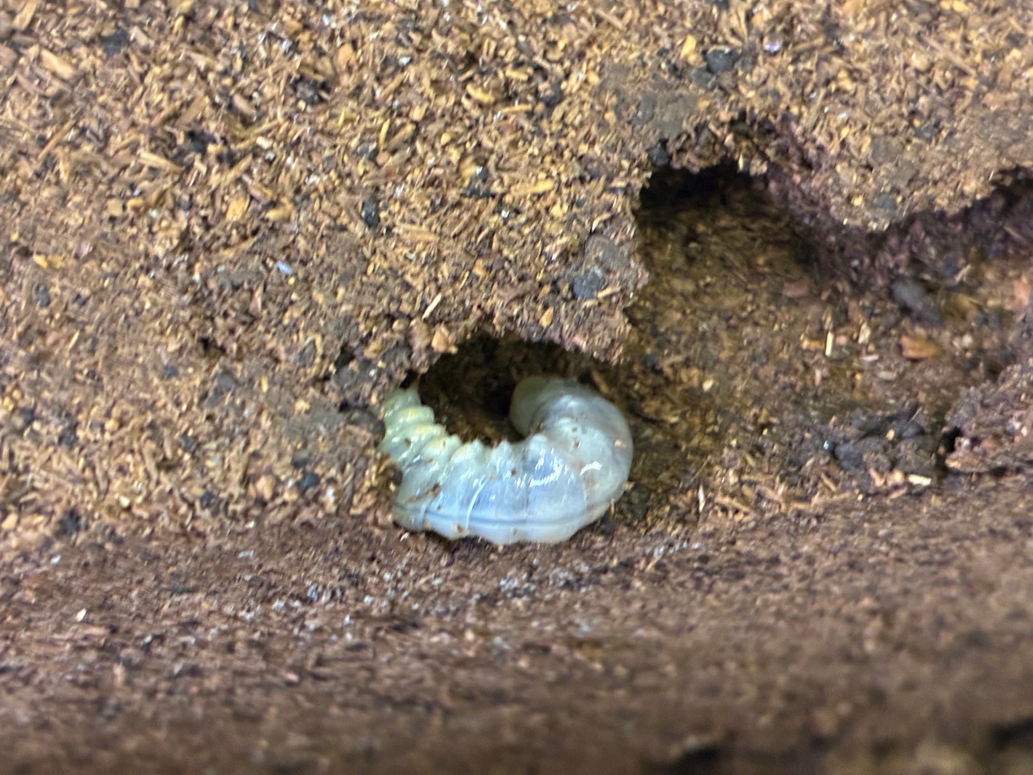 アマミシカクワガタ ペア アマミシカ | 徳之島産 ③ コクワ 特大(43mm