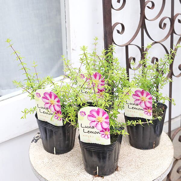 値引きセール 花木苗 愛のかんざし ルナレモン エリカモドキ 3号