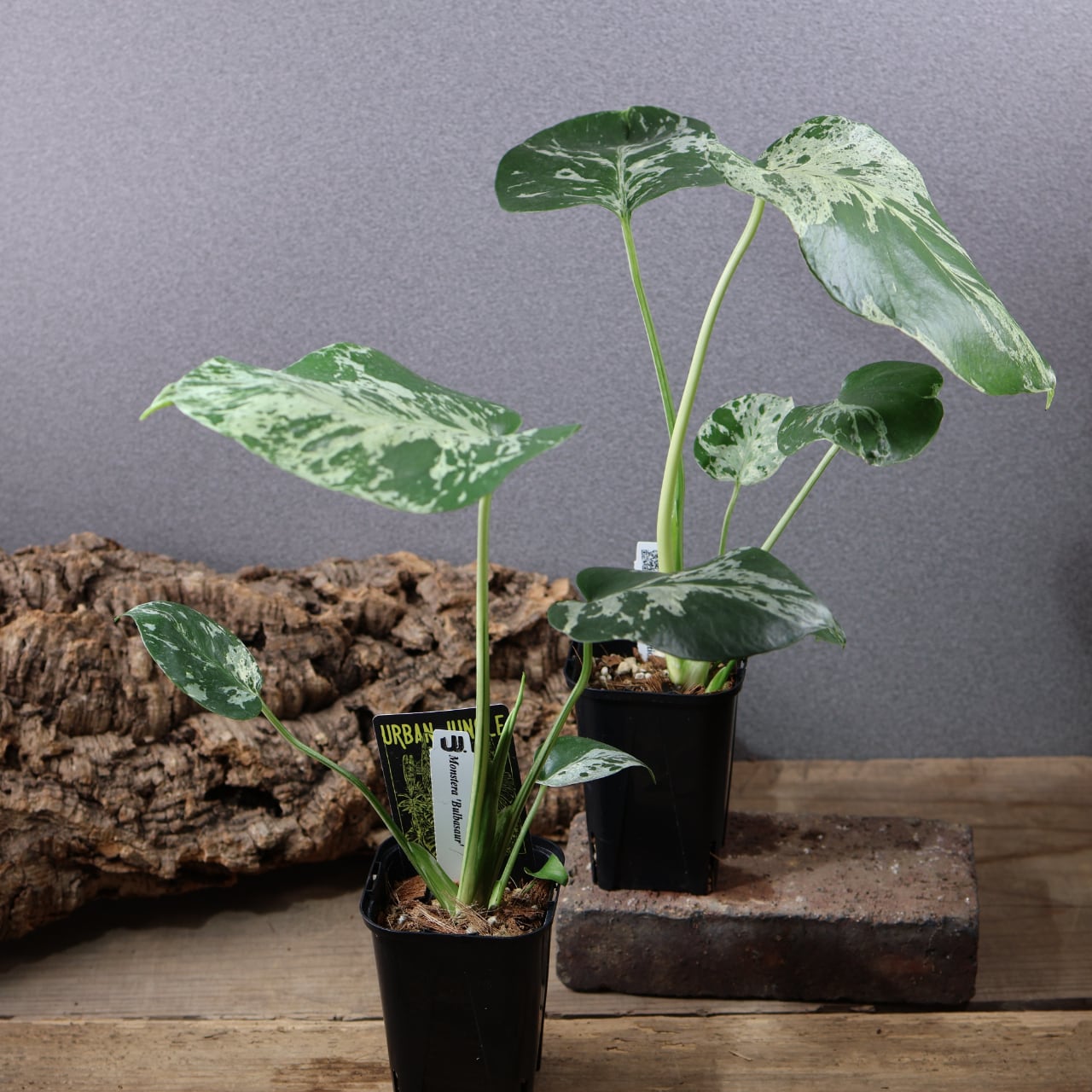 774『urban jungle モンステラ デリシオーサ 'Bulbasaur'』観葉植物