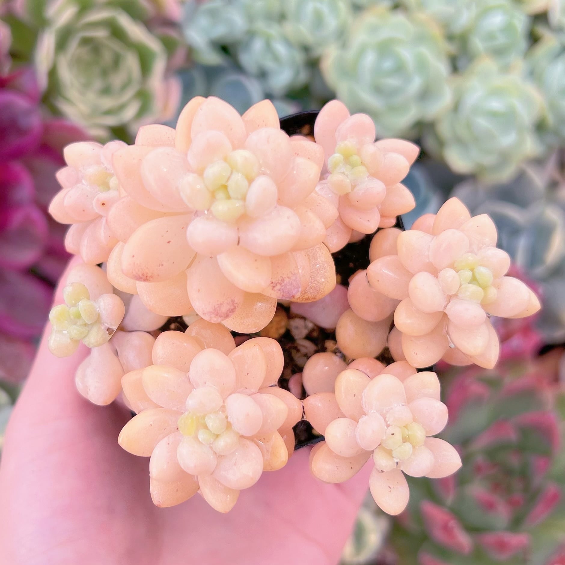 現品　ピンクパール#F022　群生　るる農園