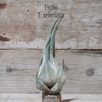 【reserved】セレリアナ L〔エアプランツ〕現品発送T1580