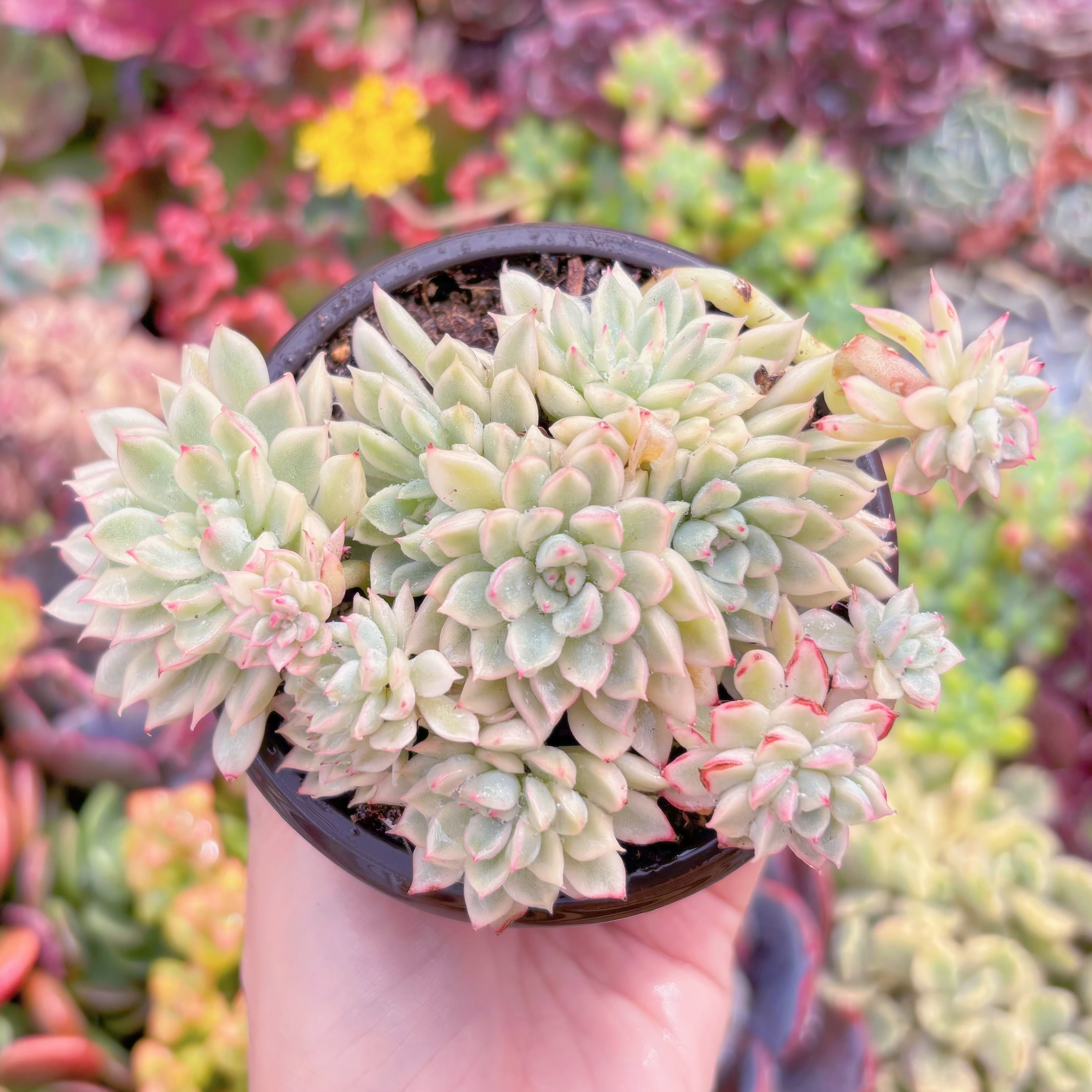 現品　女雛錦#M169　群生　るる農園