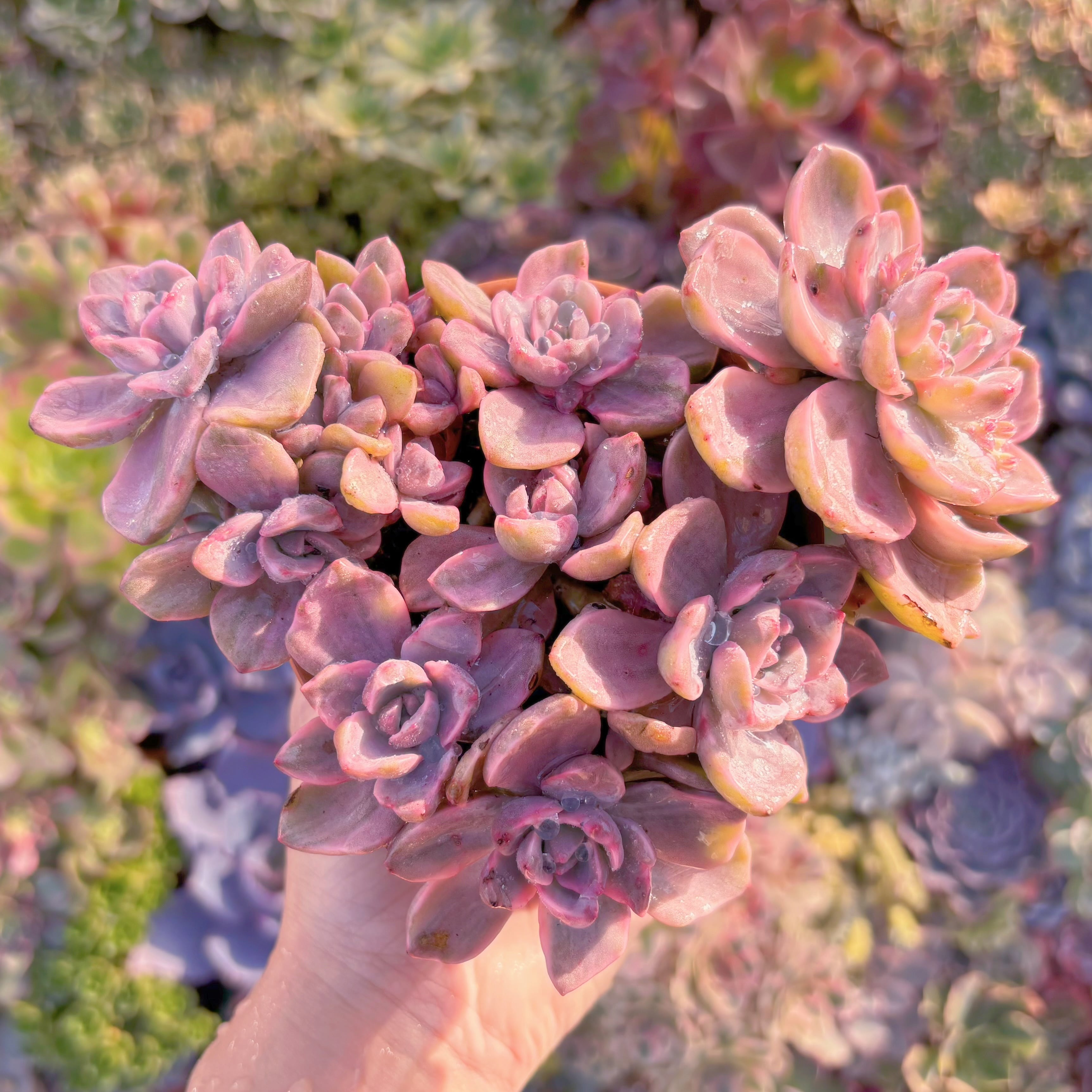 現品　リチャード錦#261　大群生　るる農園