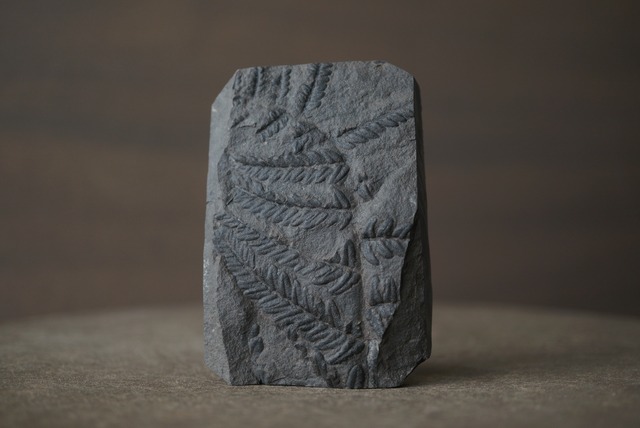 フランス産シダ植物化石 Pecopteris sp. 1655