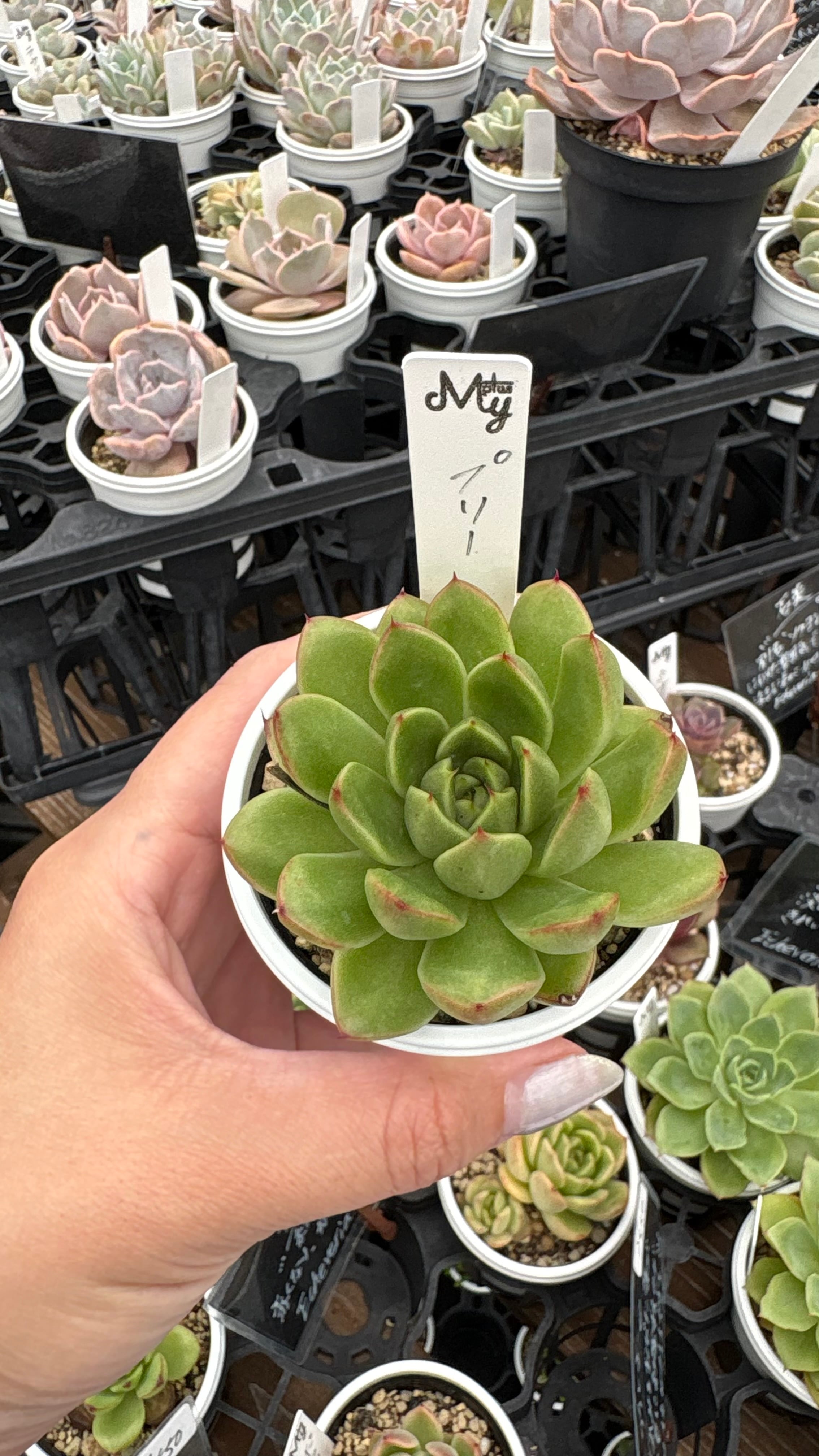 プリー 多肉植物 エケベリア 安心の生産ポットそのまま販売（8個選ん