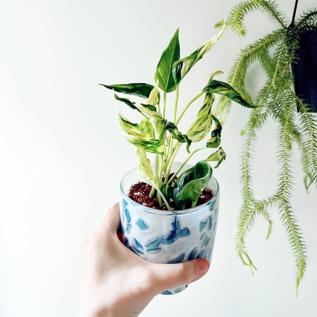 ガラス仕立てのポトステルノサンシャイン calm cafe