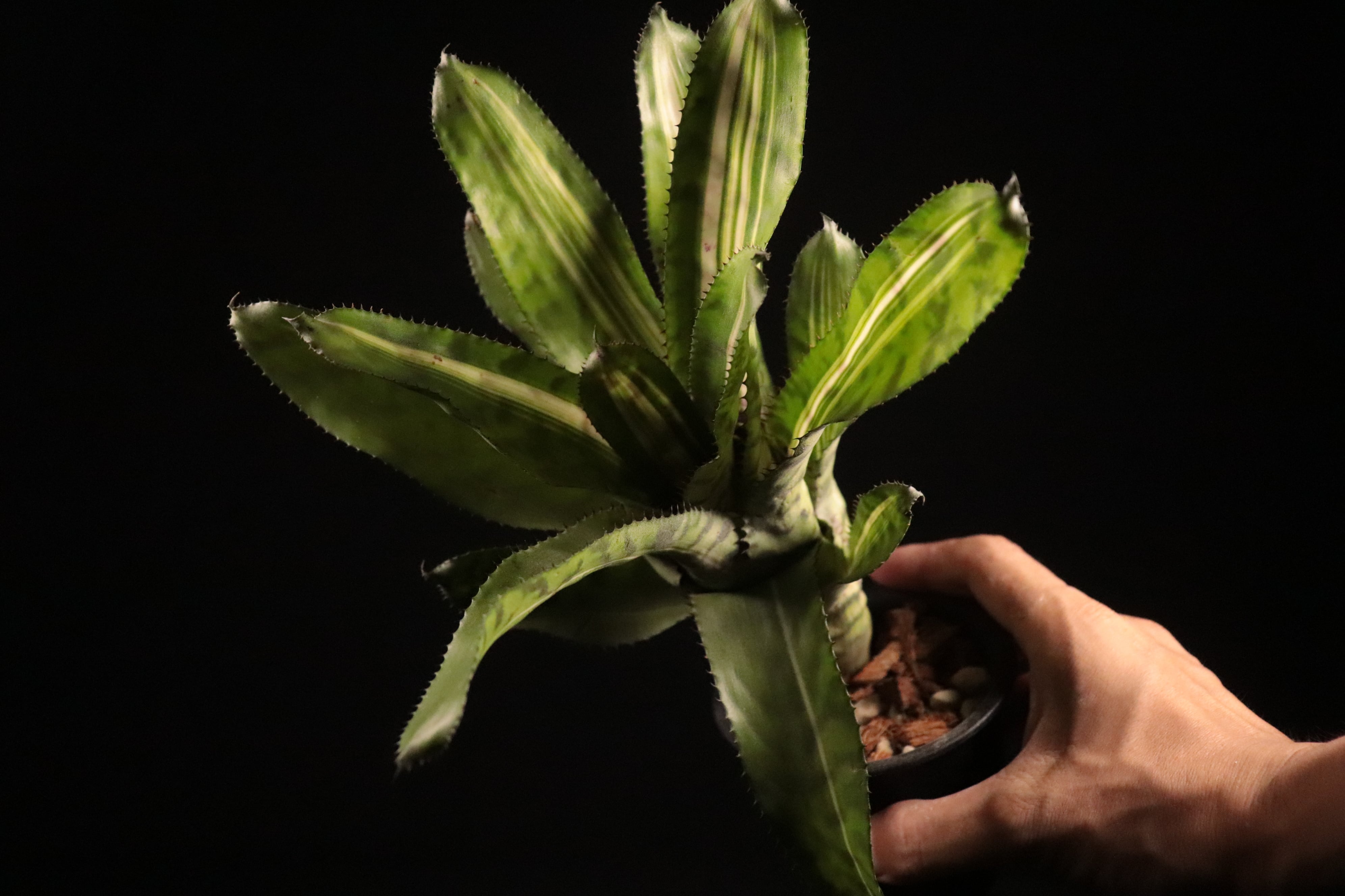 送料無料】Aechmea 'Bert' variegated〔エクメア〕現品発送A0111