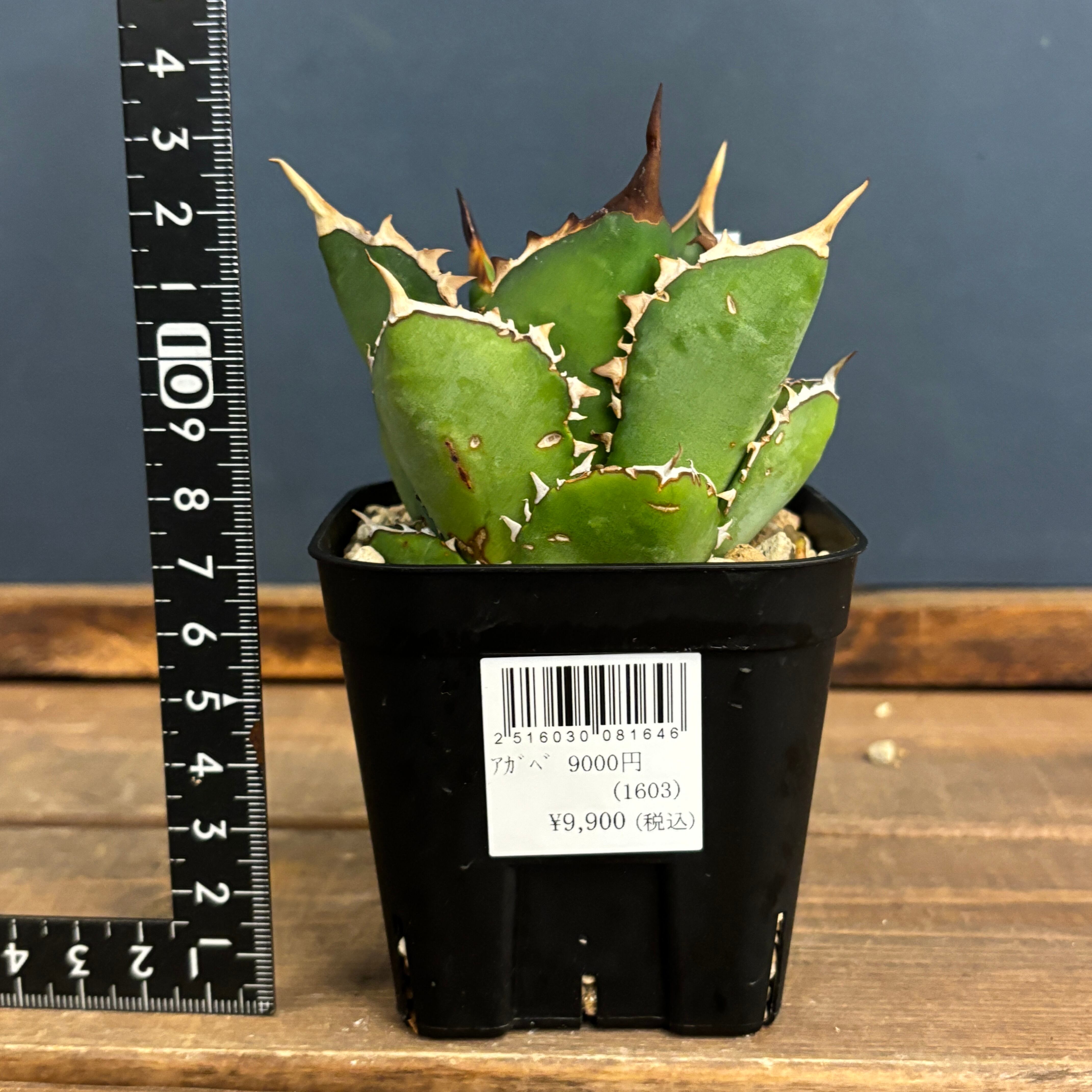 アガベ チタノタ ペルシアンドワーフ【132】 | PROTOLEAF プロト