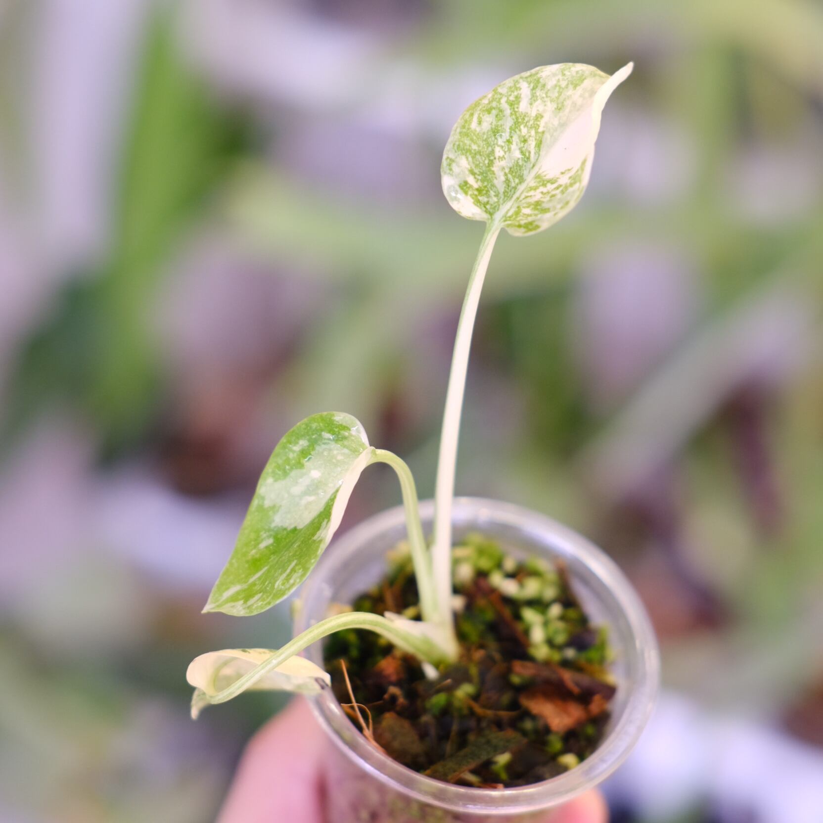 モンステラ・レガシー│Monstera deliciosa 'Legacy'⑨│観葉植物