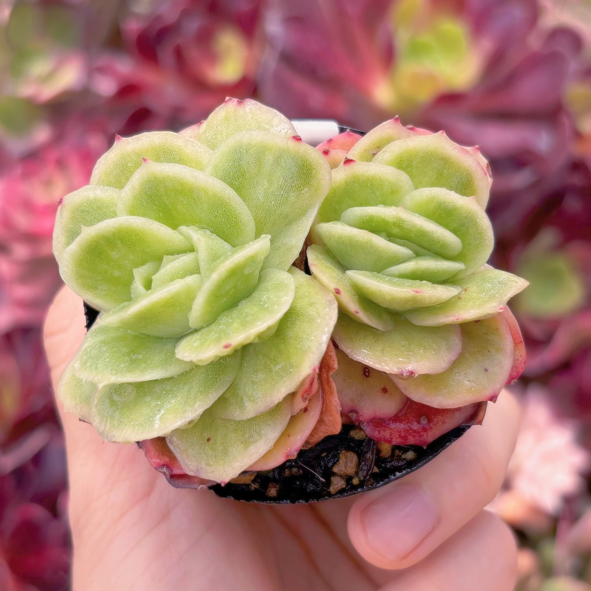 現品　アイスラブリーローズ錦#B41　るる農園