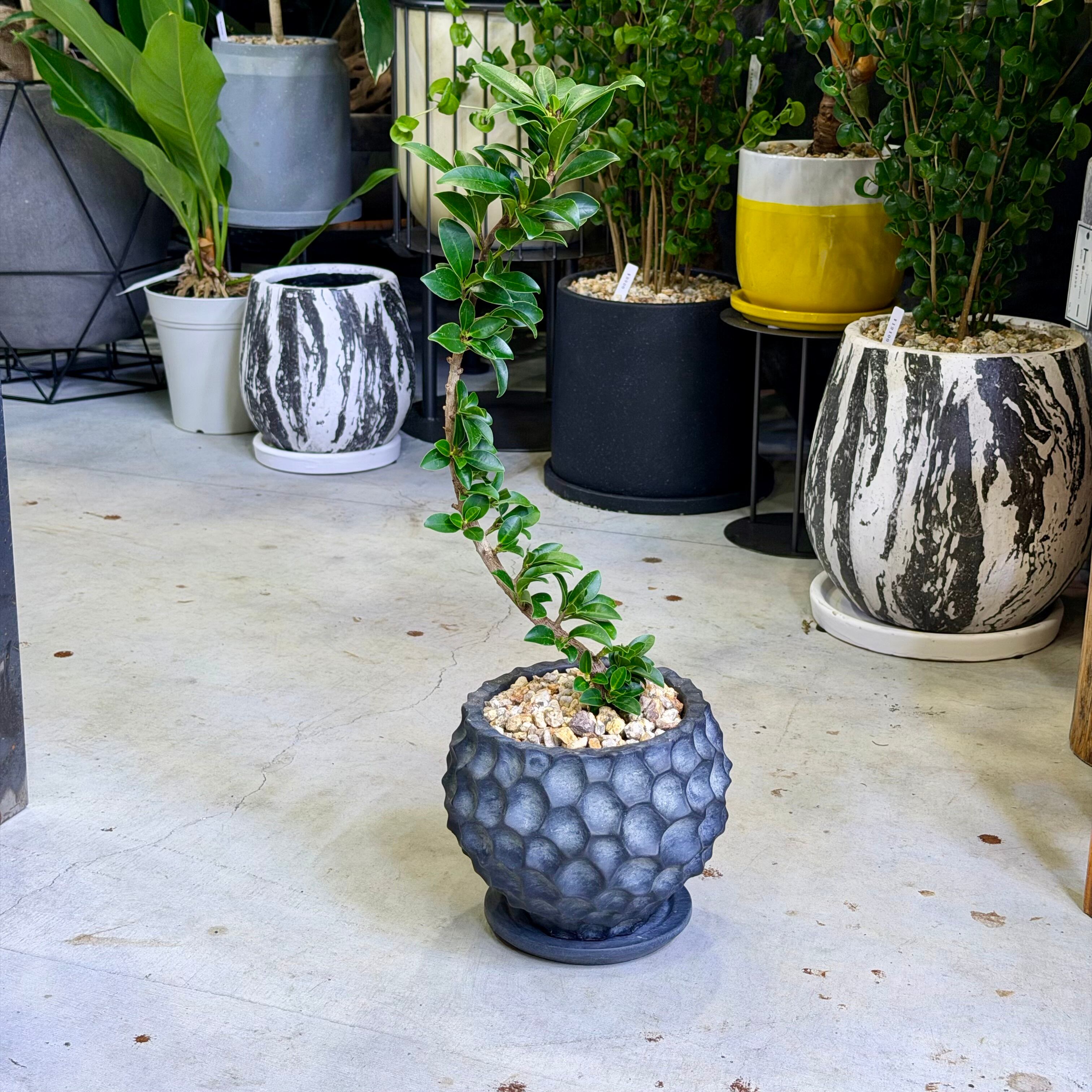ガジュマル・ベビーリーフ | barrelplants_BONSAI