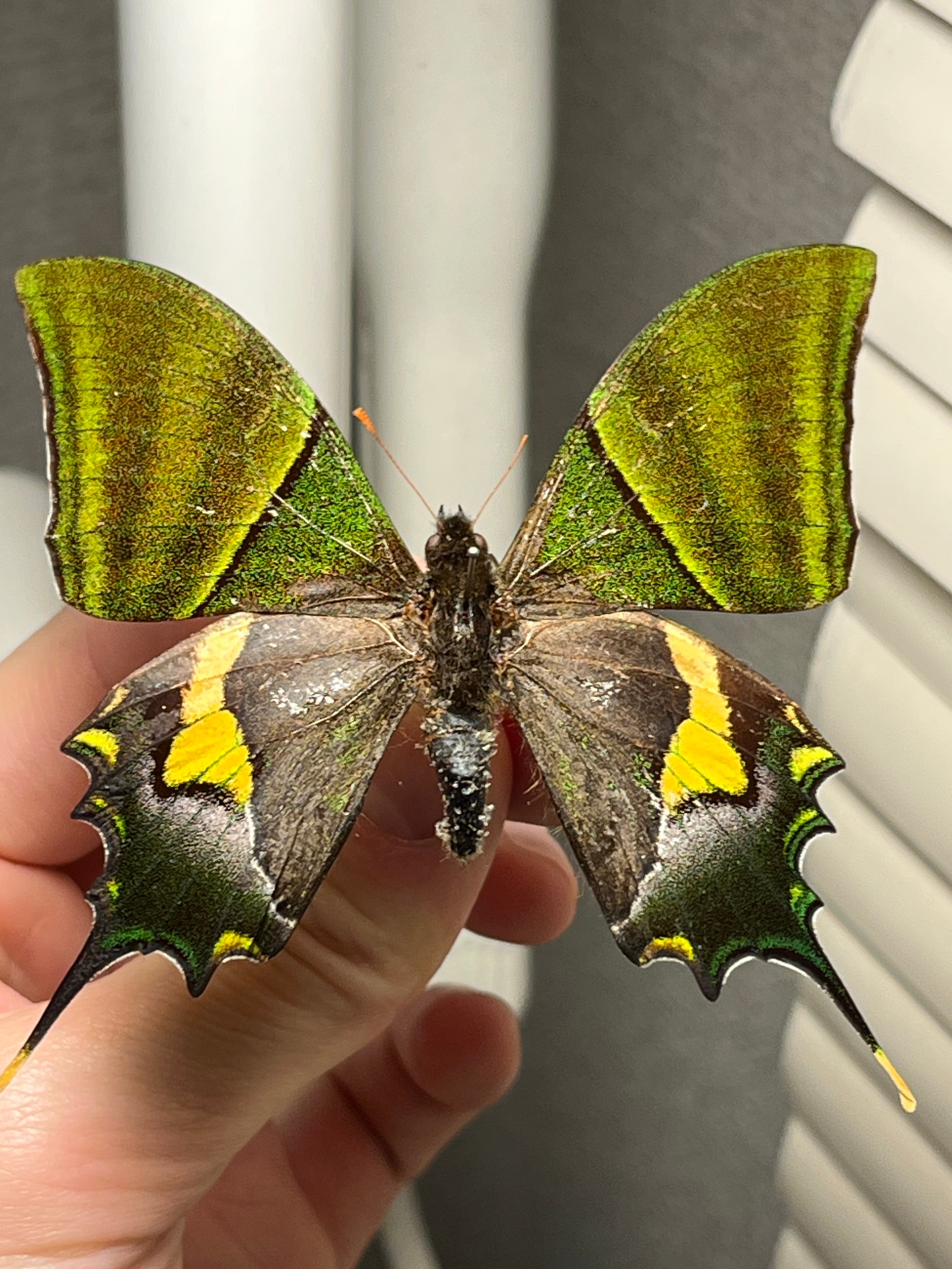 蝶・蛾 | オモニキチュウ