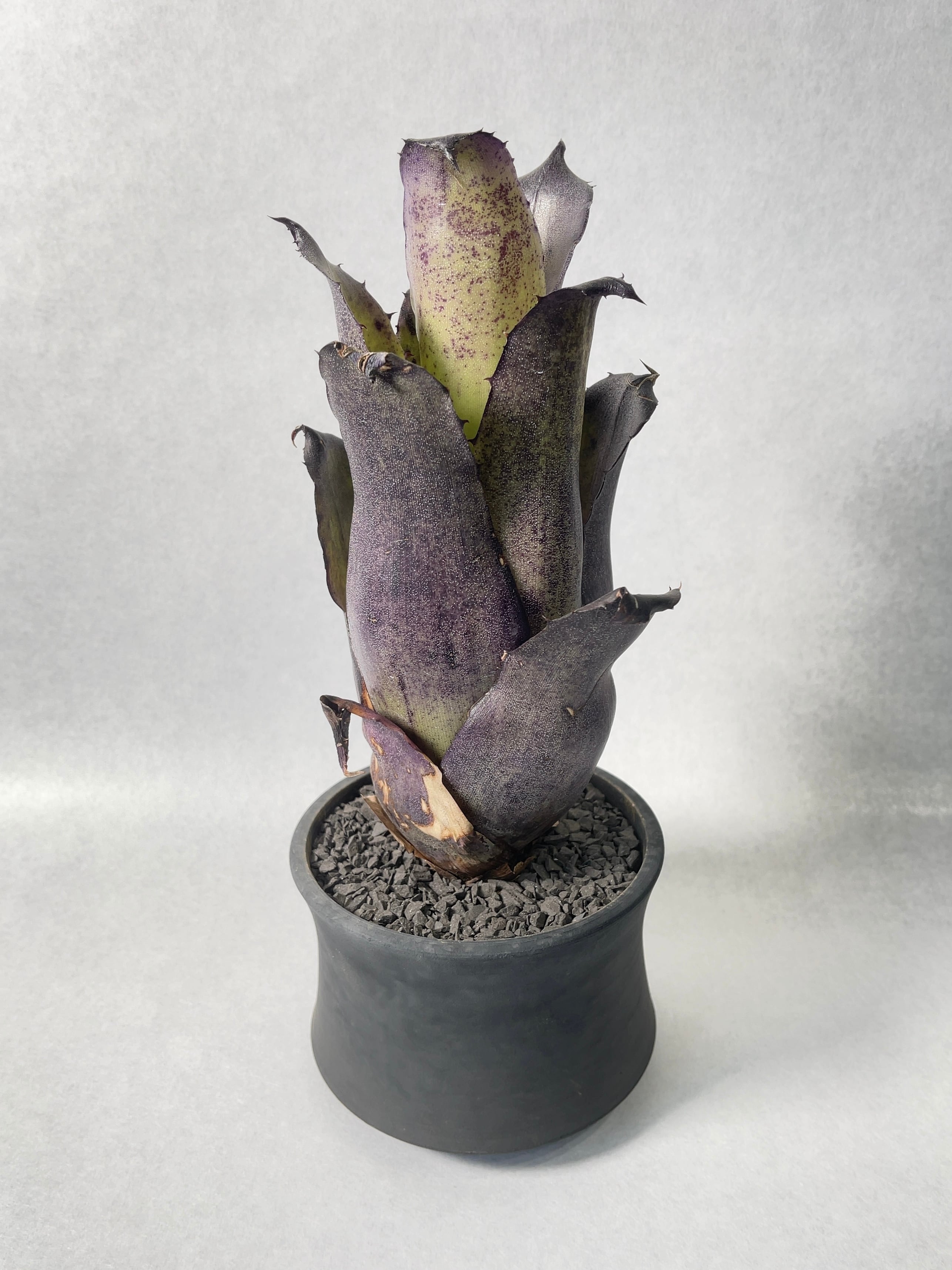 e308f69ac65e6d6385a44bb5d25ce1